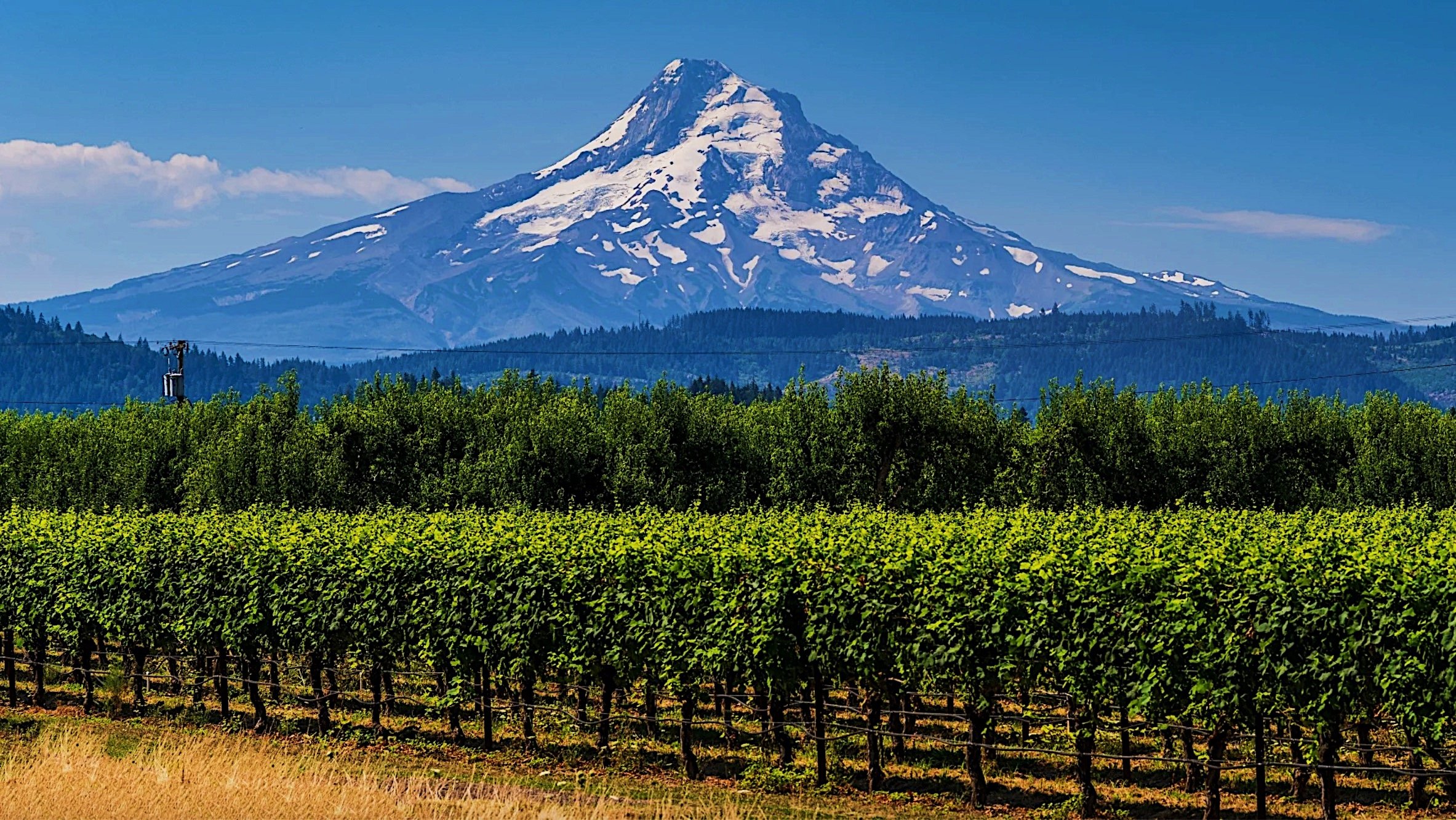 winery, oregon wine country, mt. hood, wine, marketing, wine marketing analytics