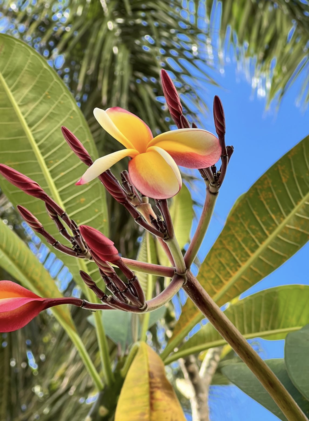 Screenshot 2025-12-11 at 6.38.05 AM.png