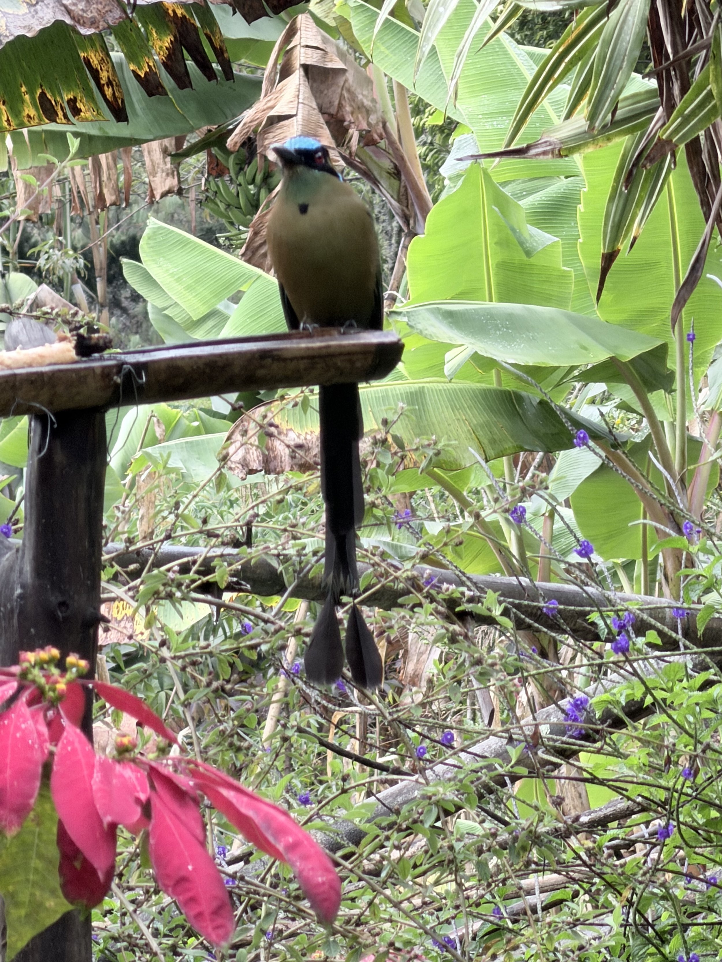 IMG_2700.jpeg