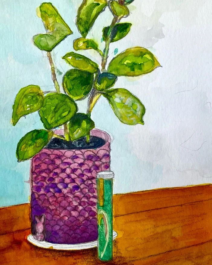 Berroca, Bunny and Baby Rubber Plant (18 January 2024)
Medium: watercolour and pencil on paper
Size: 14.8cm x 21cm (unframed)
Part of a small series of Diana’s indoor pot plants.  