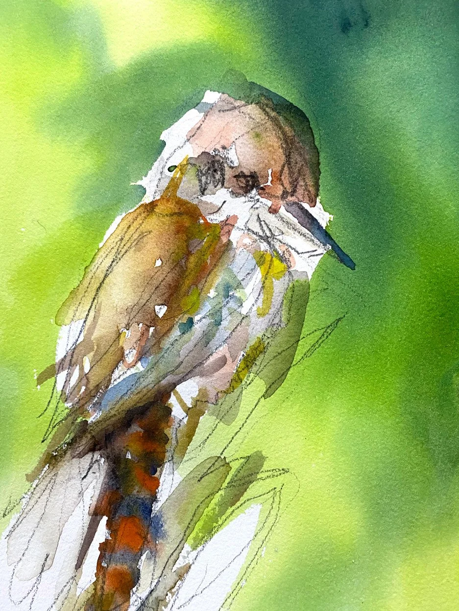 Kookaburra II (2022)
Medium: watercolour and pencil on paper
Size: 21cm x 10.5cm (unframed)