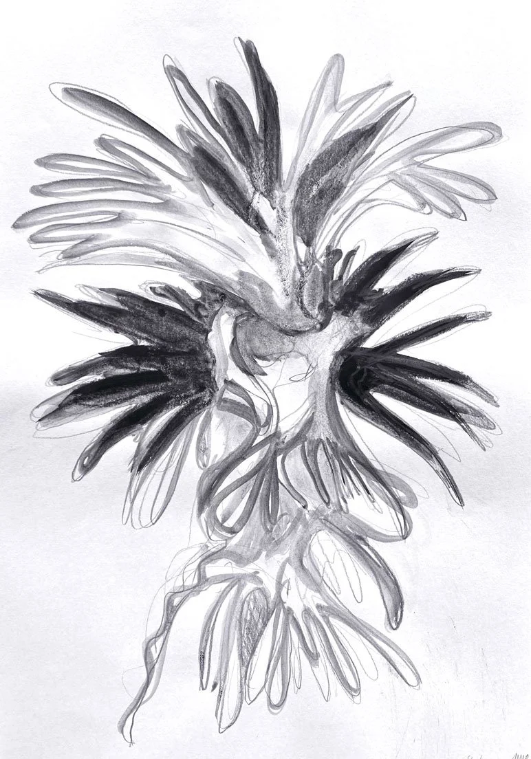 Staghorn from Stokers Siding (2021)
Medium: charcoal on paper
Size: 42cm x 29.7cm (unframed)