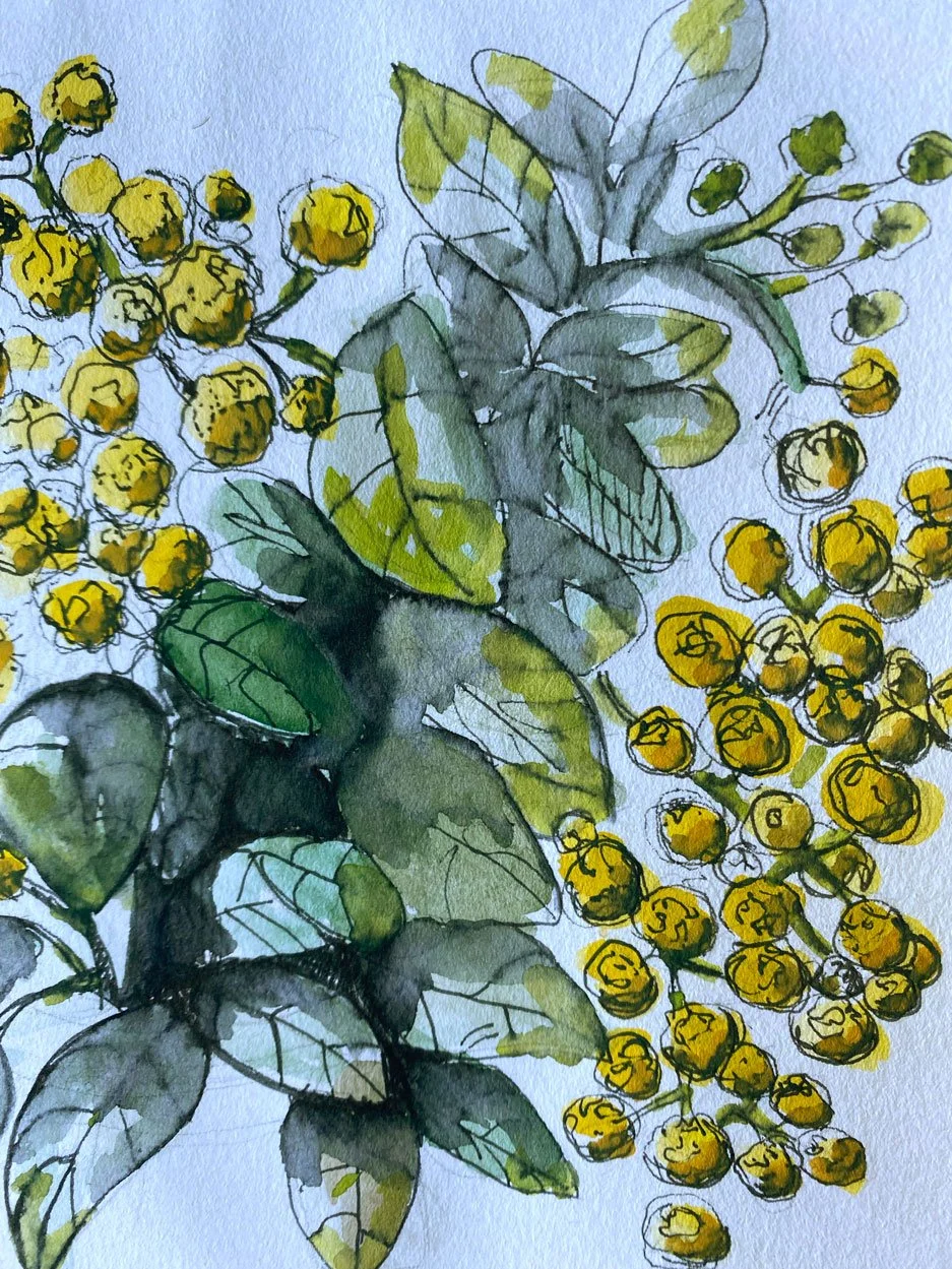 Wattle (2021)
Medium: watercolour and ink on paper
Size: 14.8cm x 21cm (unframed)