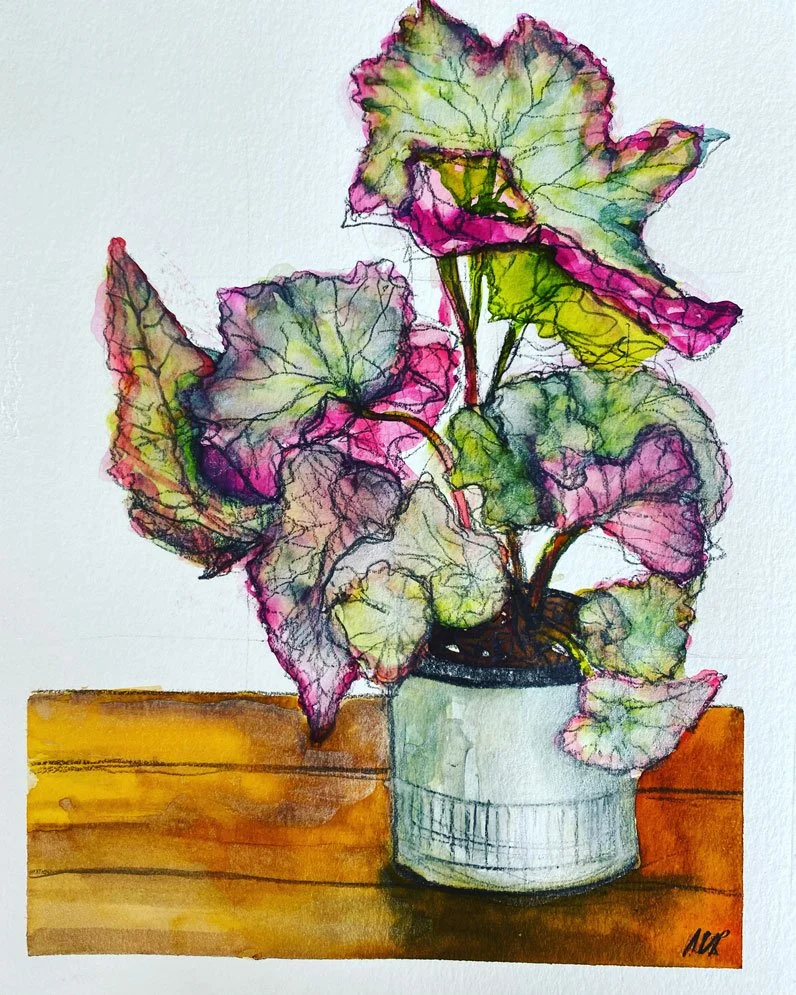 Begoinia Rex (18 January 2024)
Medium: watercolour and pencil on paper
Size: 14.8cm x 21cm (unframed)
Part of a small series of Diana’s indoor pot plants.  