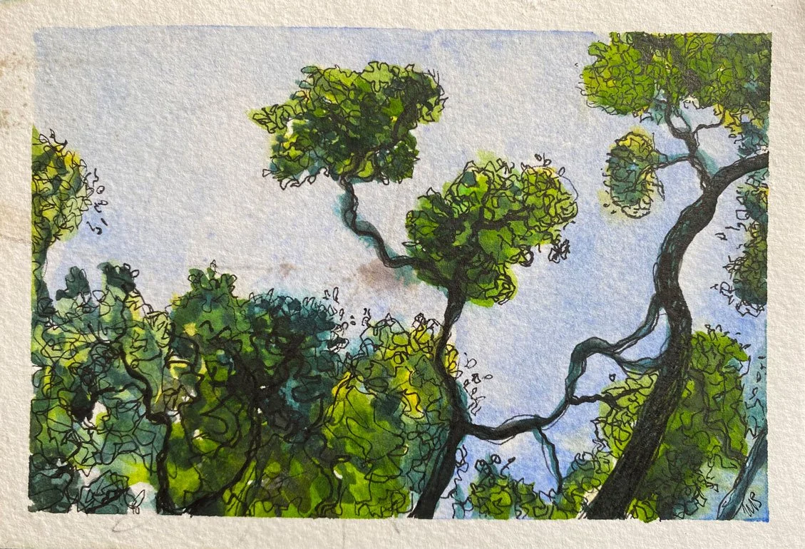 Looking up at the Trees (15 January 2024)
Medium: watercolour and pencil on paper
Size: 14.8cm x 10cm (unframed)
Looking at the magnificent trees at Oatley Park in the late afternoon.