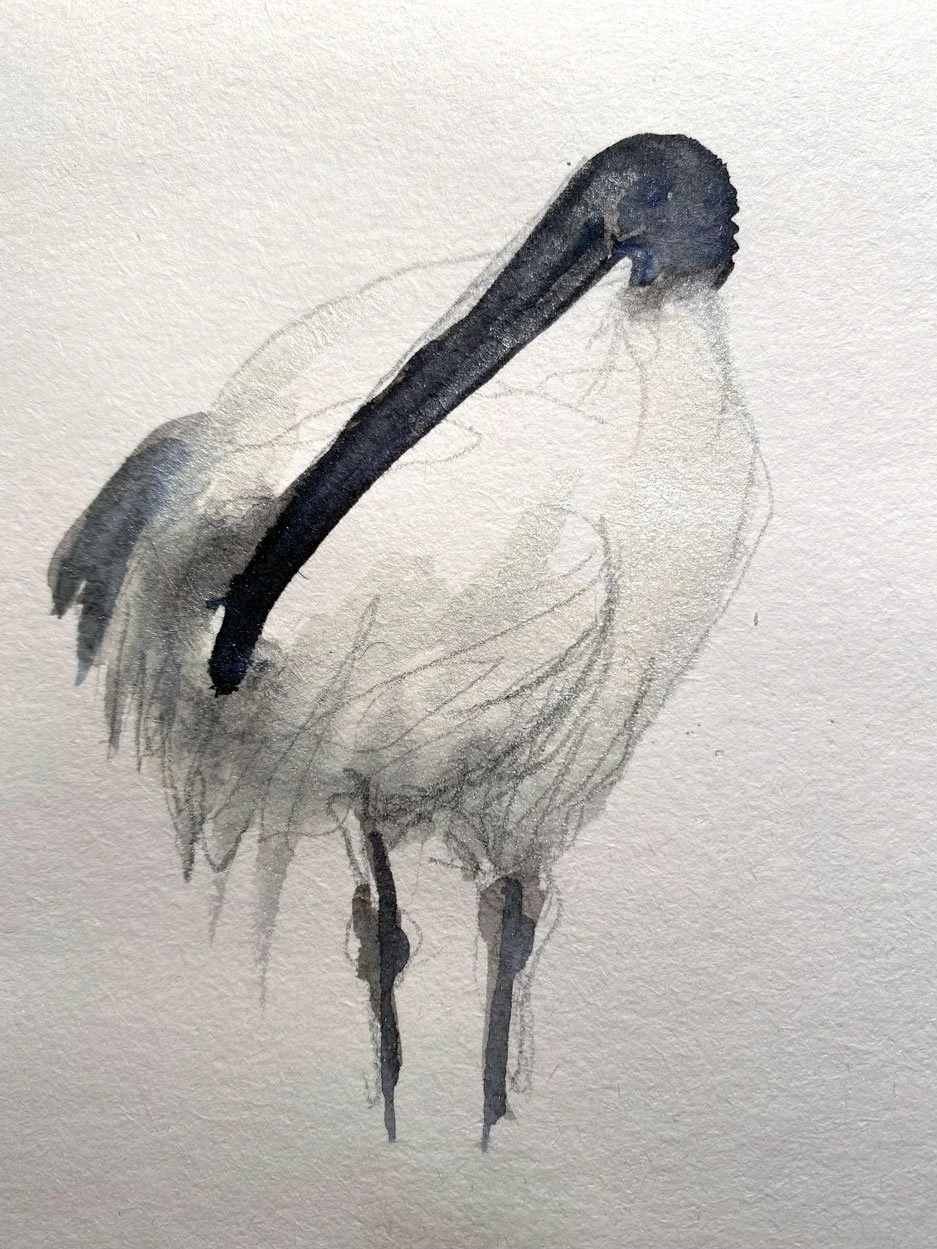 Ibis (2021)
Medium: ink and charcoal on paper
Size: 21cm x 10.5cm (unframed)