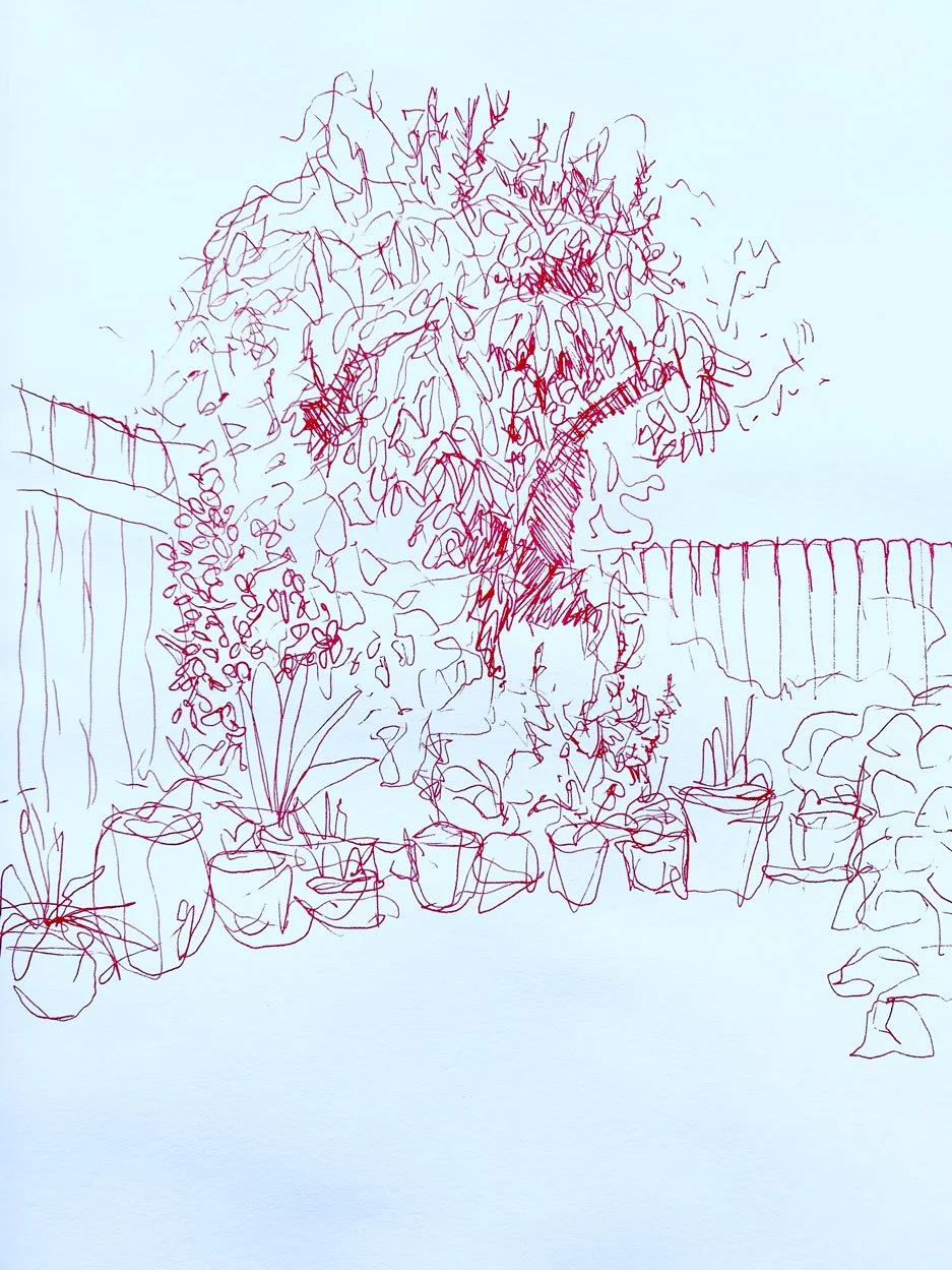 Garden corner with Mango tree (2022)
Medium: Ink on paper
Size: 21cm x 29.7cm (unframed)
Drawn on a sunny afternoon while out in the garden.  This corner of the garden has a mango tree that has produced one average mango so far during our time here b