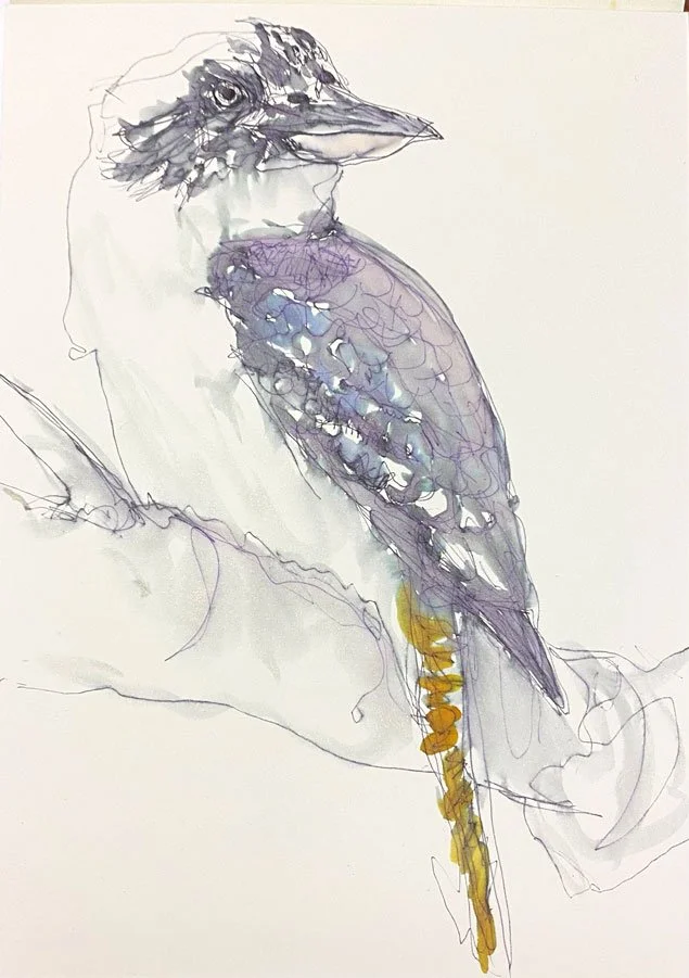 Kookaburra III (2022)
Medium: watecolour, pencil and ink on paper
Size: 21cm x 29.7cm (unframed)