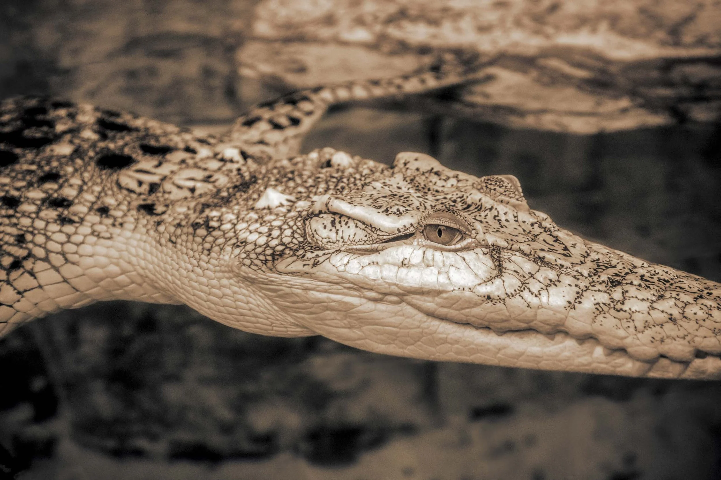 alligator under water