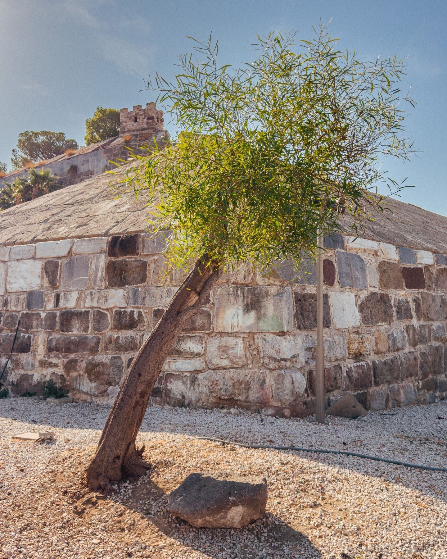 The lonely tree... and some cats.