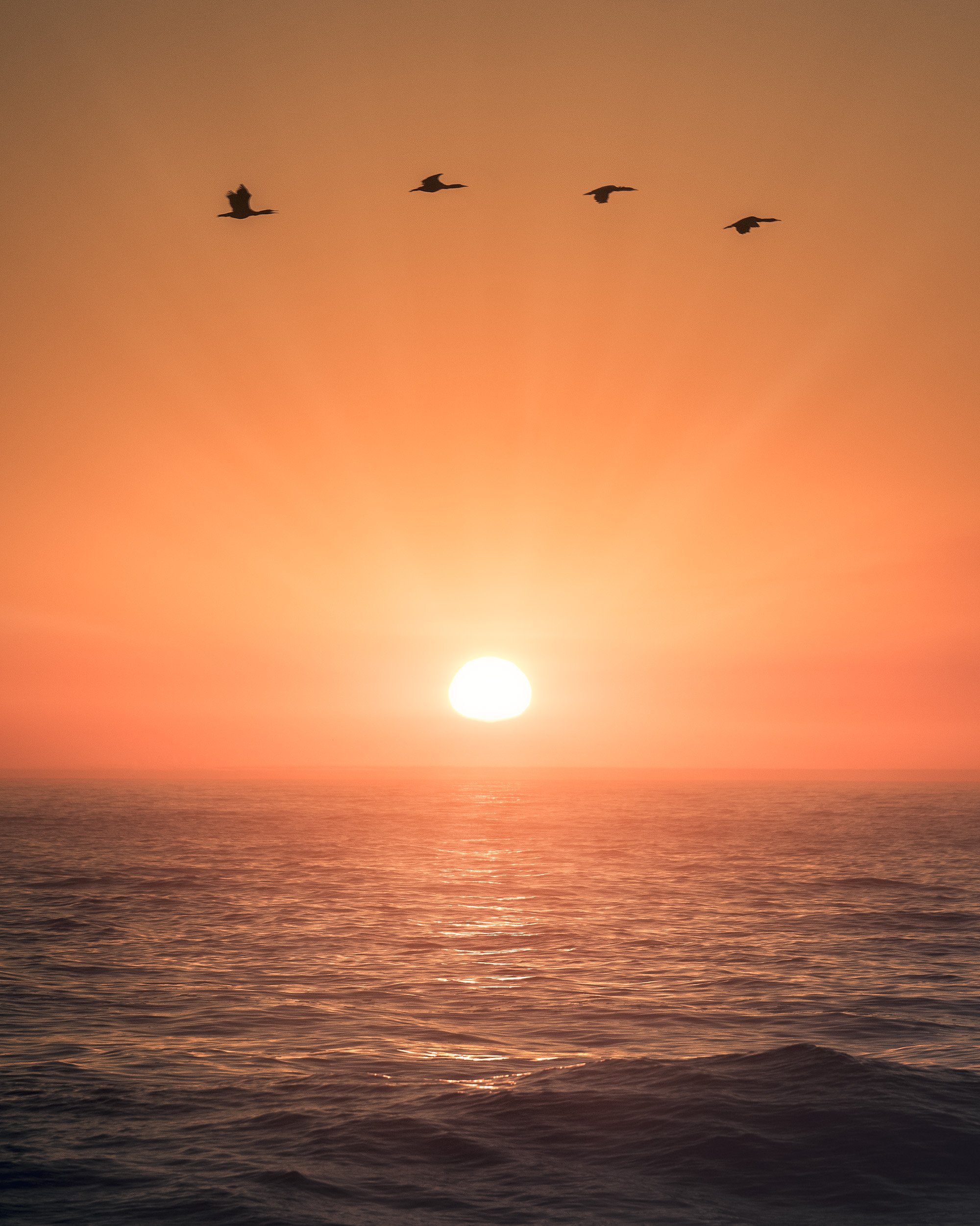 Four pelicans fly in line above the ocean as an orange sun sets on the horizon, California.