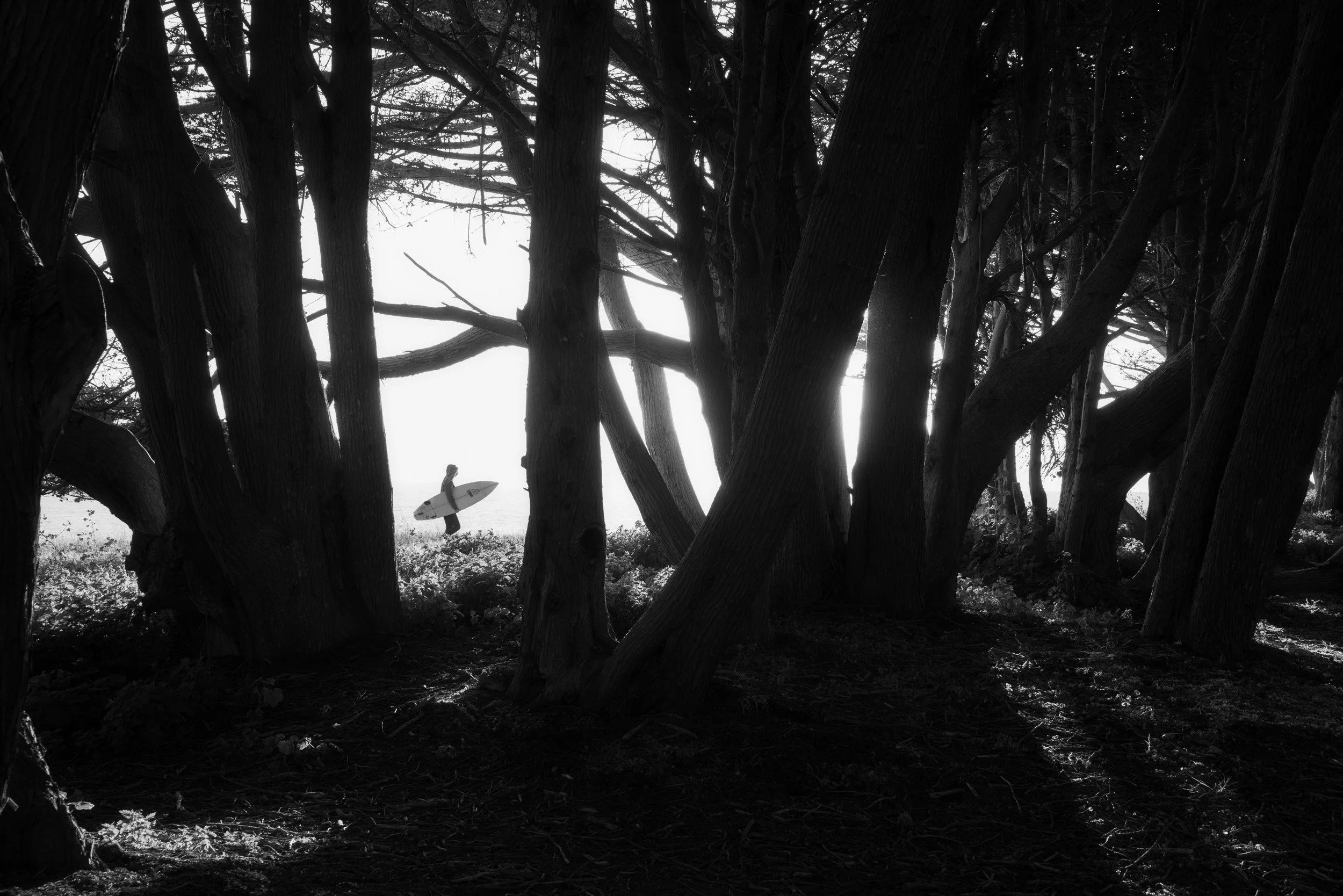 A surfer carries a white surfboard past a gap in a dark cypress grove, backlit by bright coastal fog, Big Sur, California."