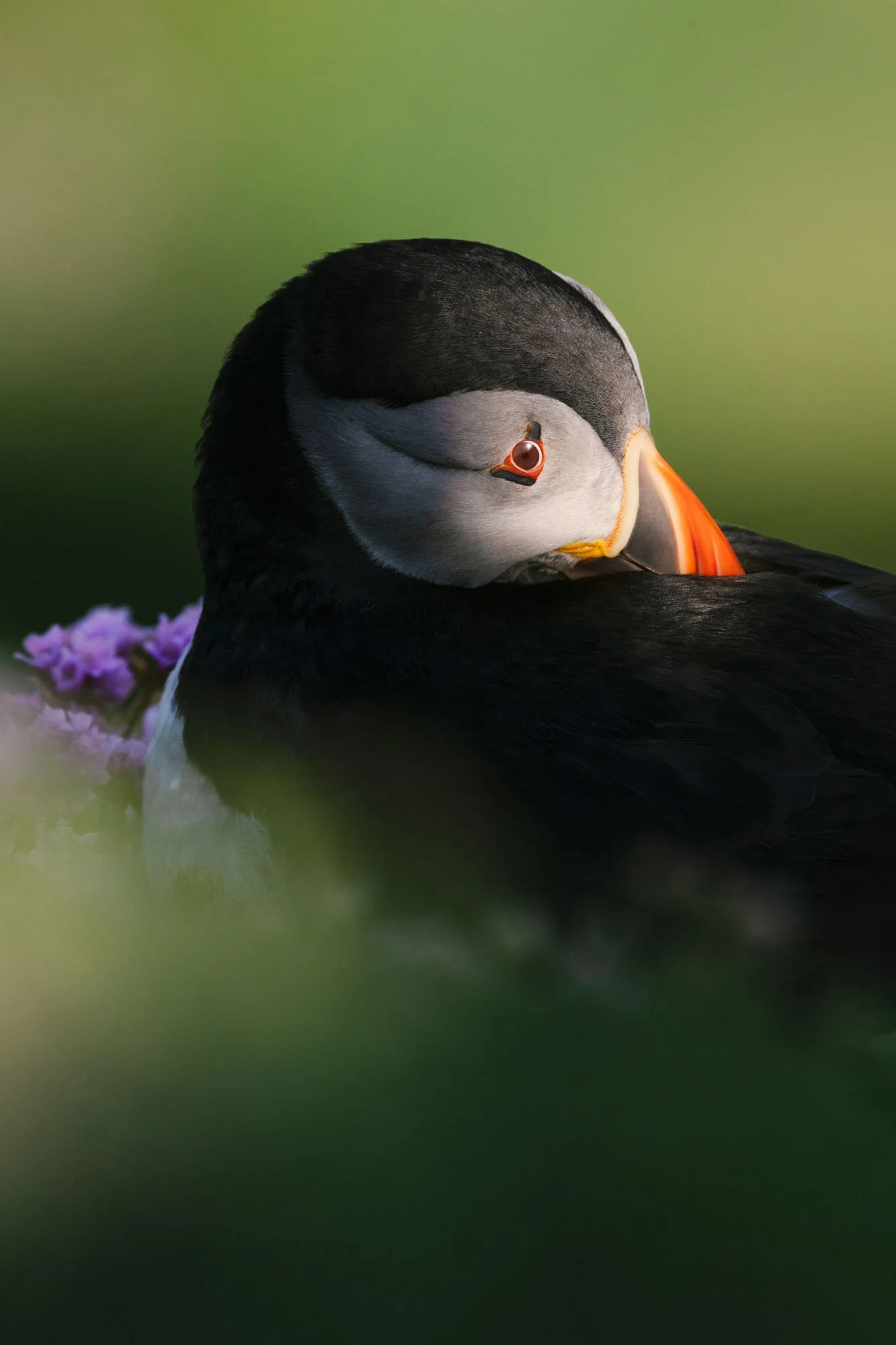 Atlantic puffin resting at golden hour among sea thrift, Saltee Islands, Ireland.