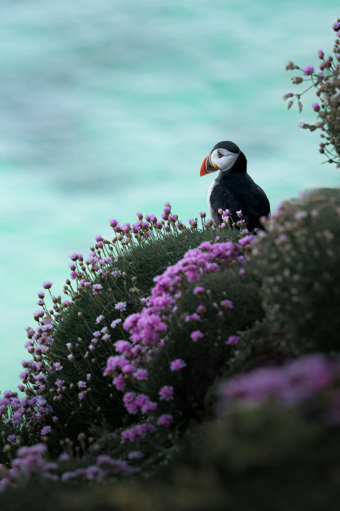 Atlantic puffin on a sea thrift clifftop above turquoise water, Saltee Islands, Ireland.
