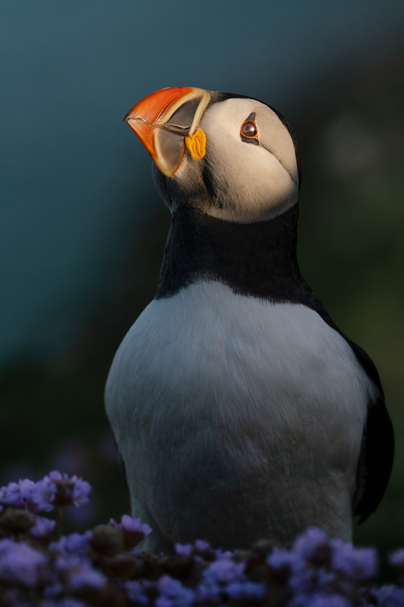 Atlantic puffin portrait in evening light against a dark background, Saltee Islands, Ireland