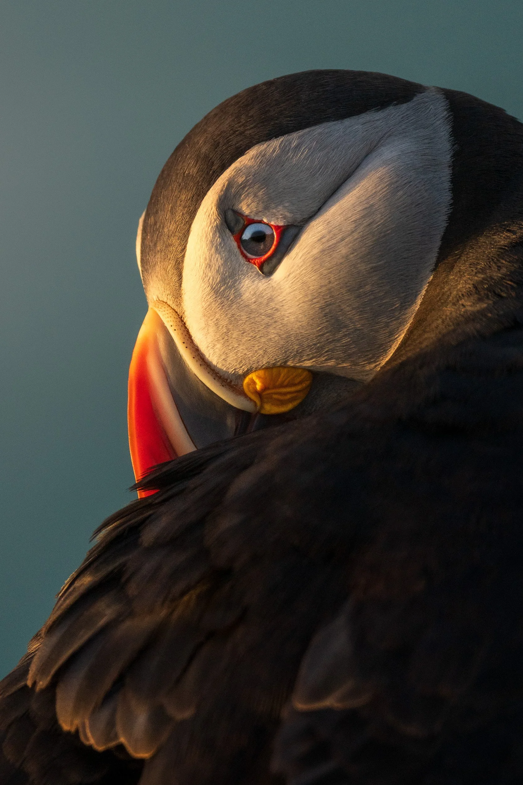 Close portrait of an Atlantic puffin looking back over its shoulder in warm evening light, Saltee Islands, Ireland."