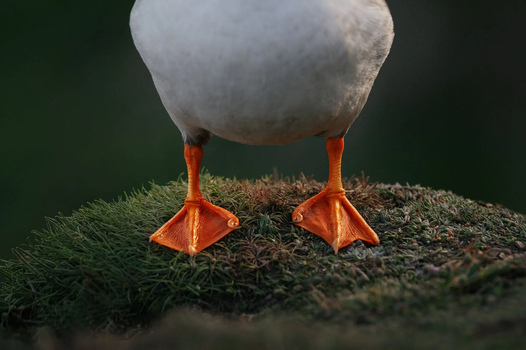 Close-up of an Atlantic puffin's bright orange webbed feet on a mossy clifftop, Saltee Islands, Ireland.