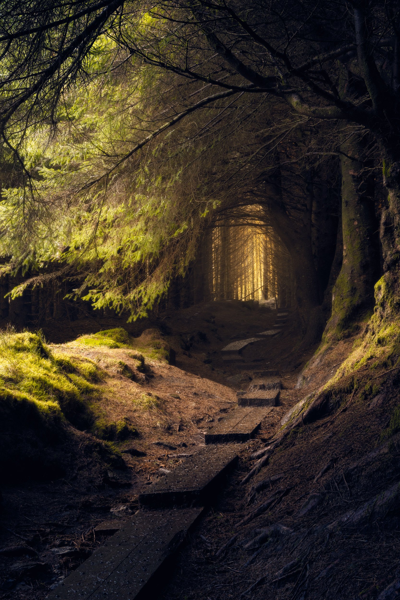 A stepped trail leads through a dark tunnel of pines toward golden light deep in the forest at Ballinastoe Woods, Ireland.