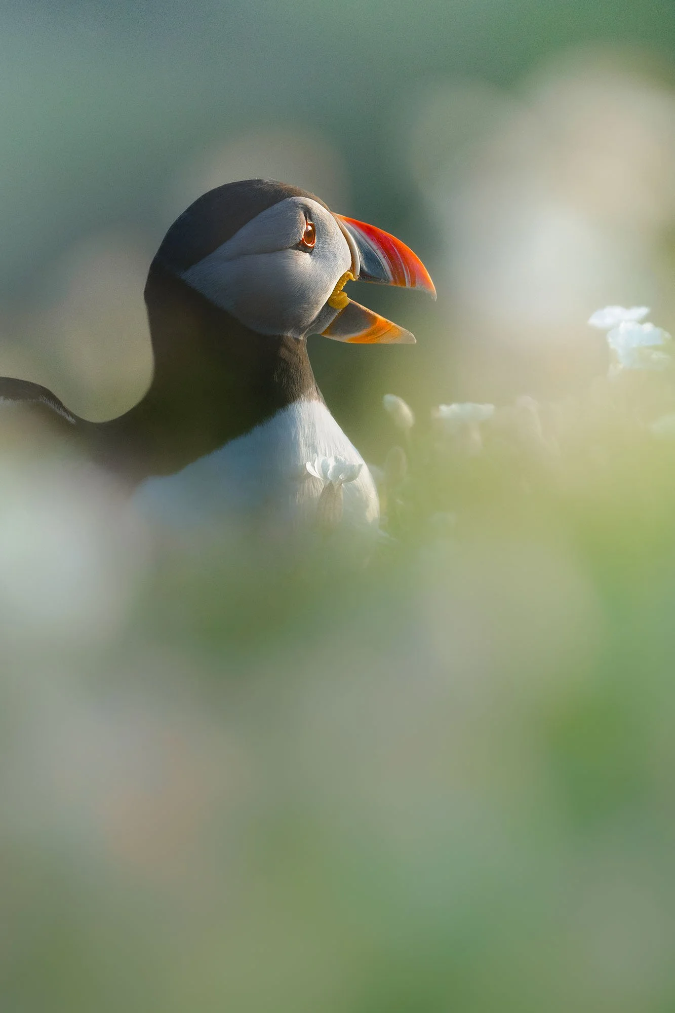 Atlantic puffin calling with open beak among white summer wildflowers, Saltee Islands, Ireland.