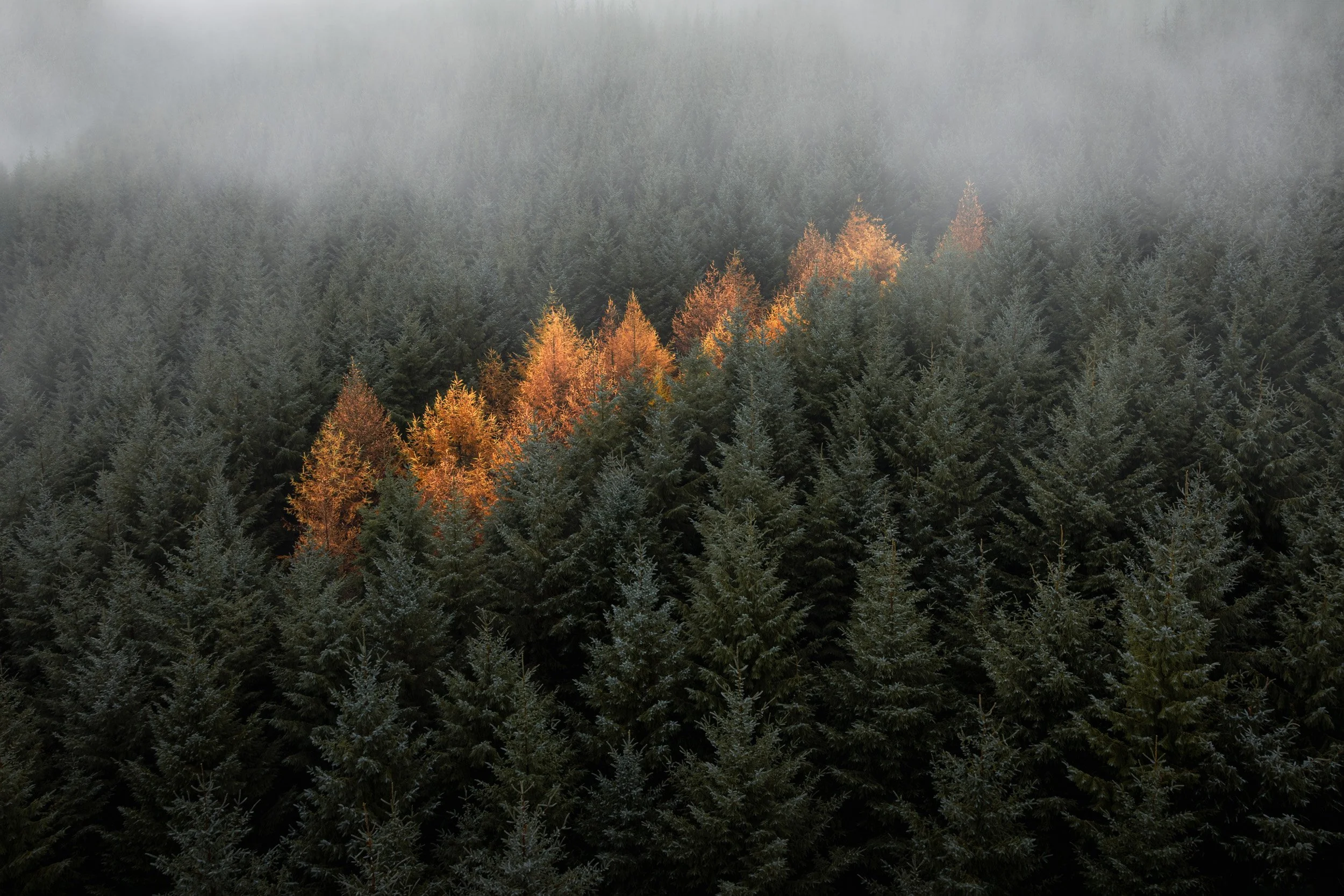 wicklow-autumn-aerial.jpg