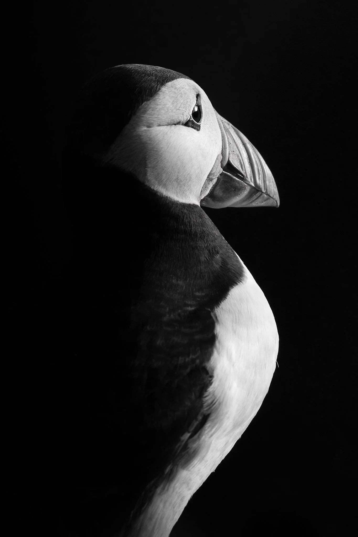 Black and white low-key profile portrait of an Atlantic puffin, Saltee Islands, Ireland