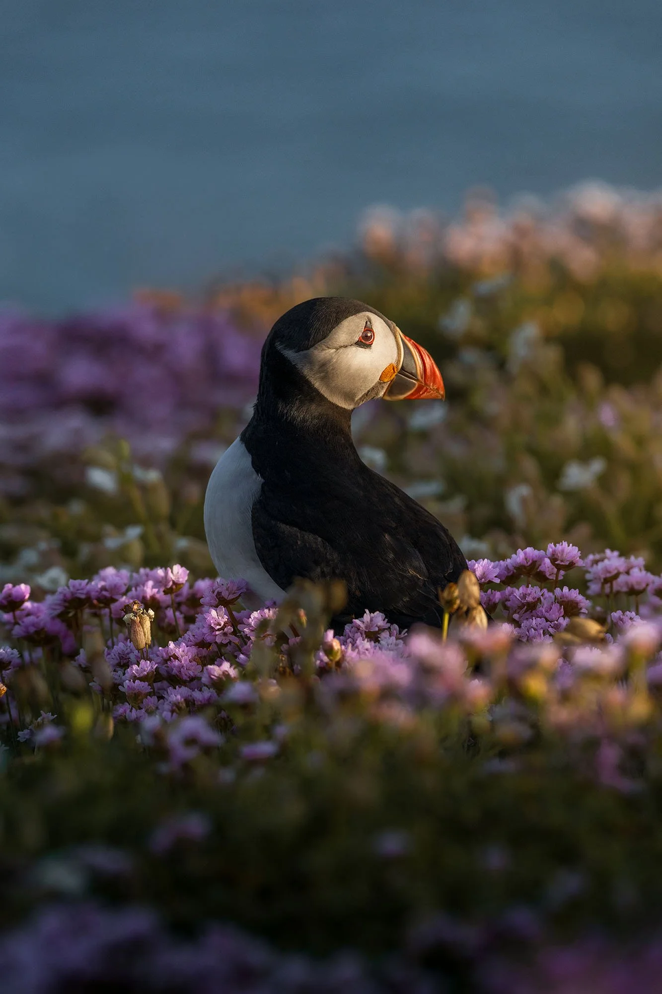 Atlantic puffin sitting in a field of pink sea thrift at dusk, Saltee Islands, Ireland.
