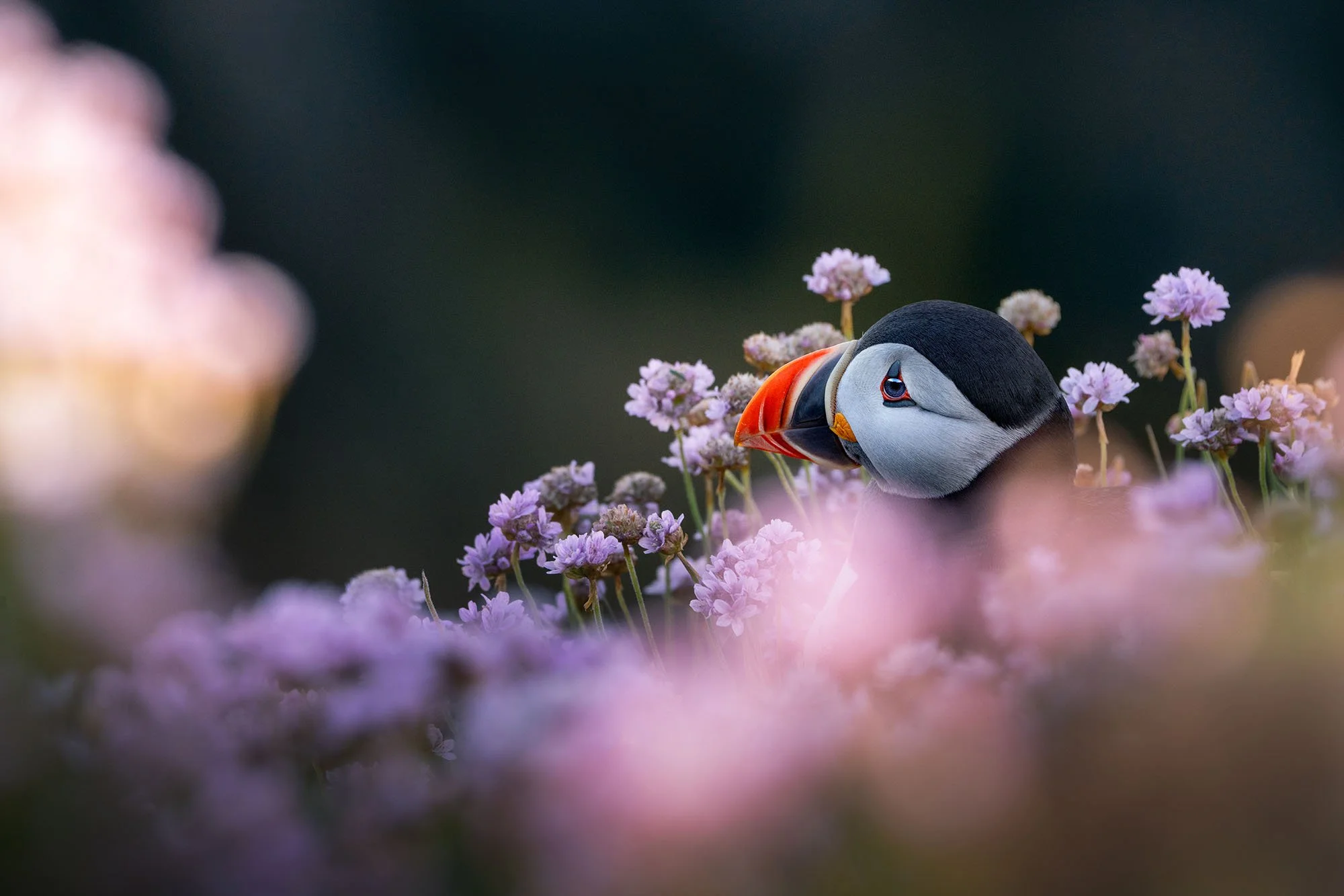 Atlantic puffin nestled among pink sea thrift flowers at sunset, Saltee Islands, Ireland.