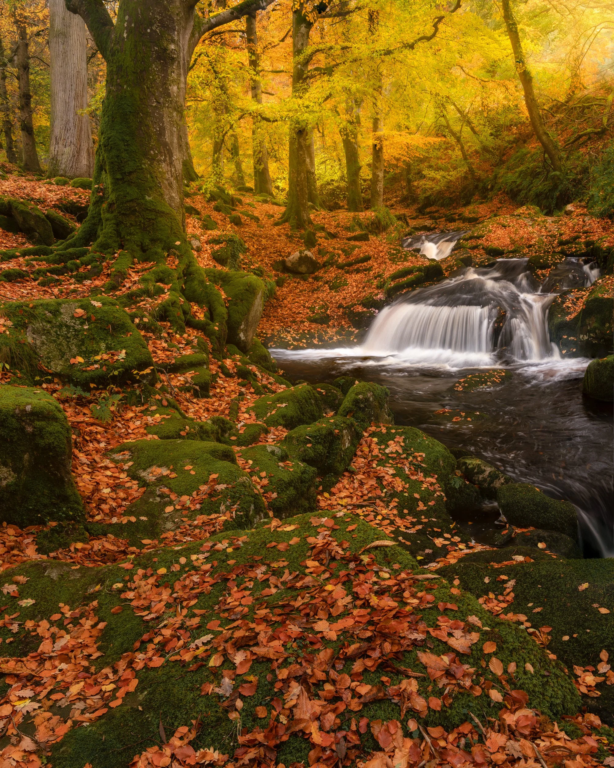 fall-wicklow.jpg