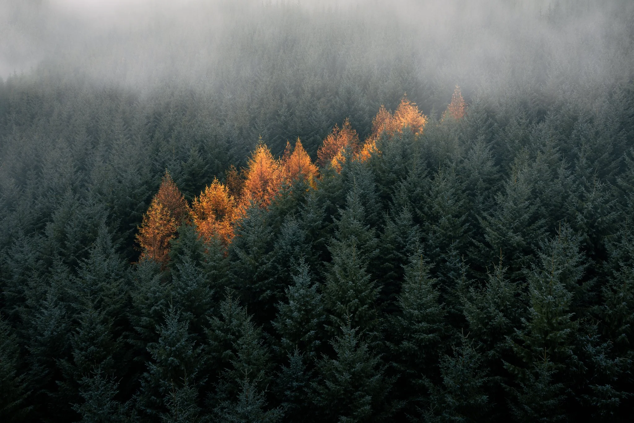 Fog above yellow trees in a dense Irish forest. 