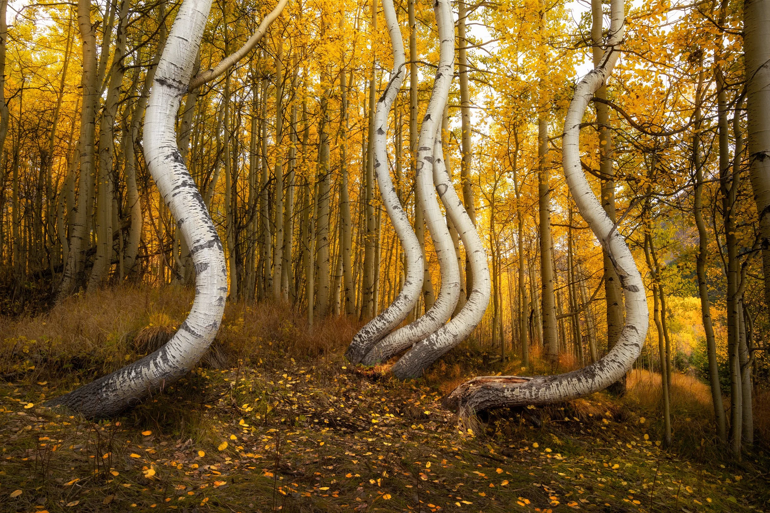 A grove of crooked aspens with S-curved trunks stands out against golden fall color, Ophir, Colorado.