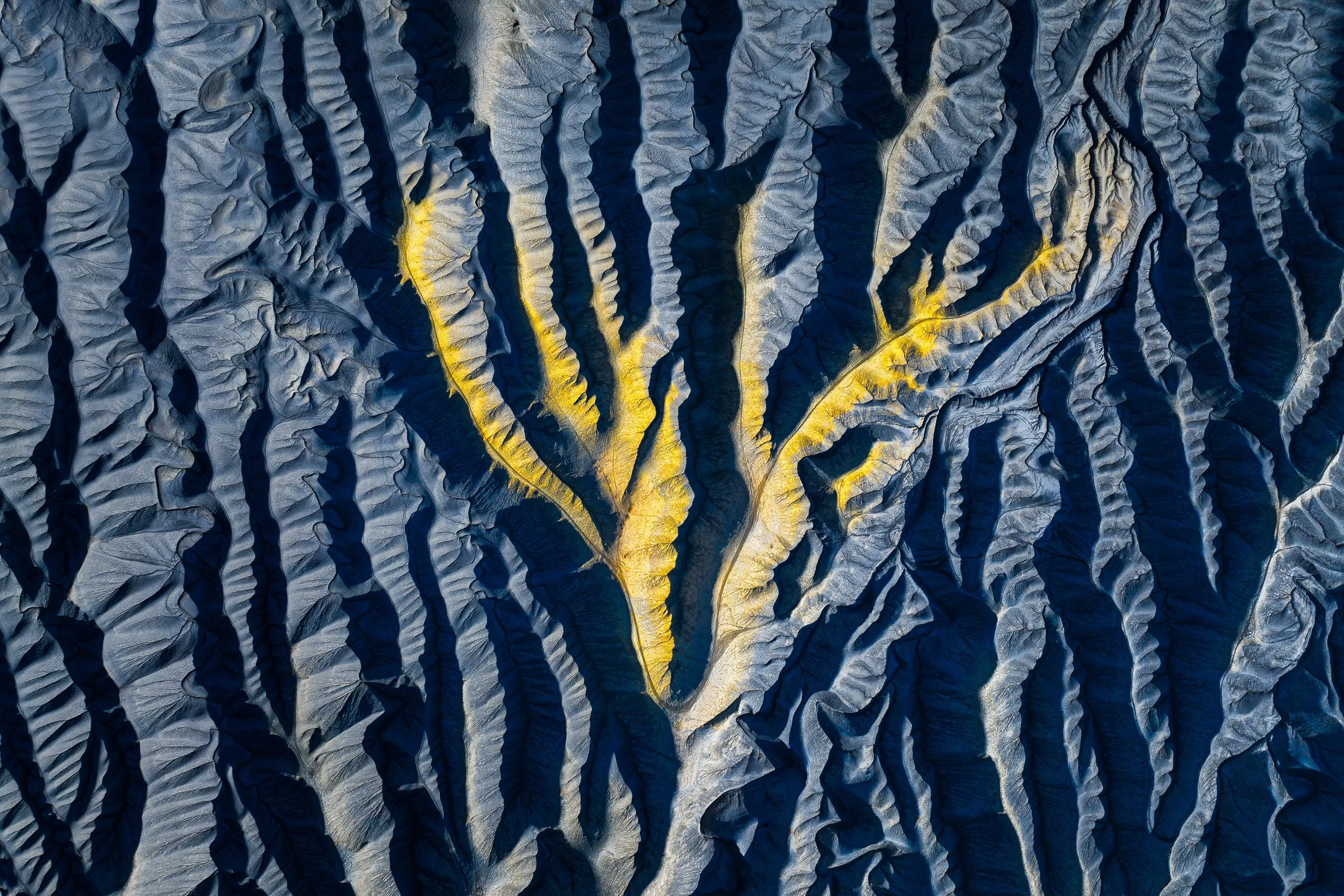A branching desert wash catches golden light between deep blue badland folds in this aerial abstract, Utah.