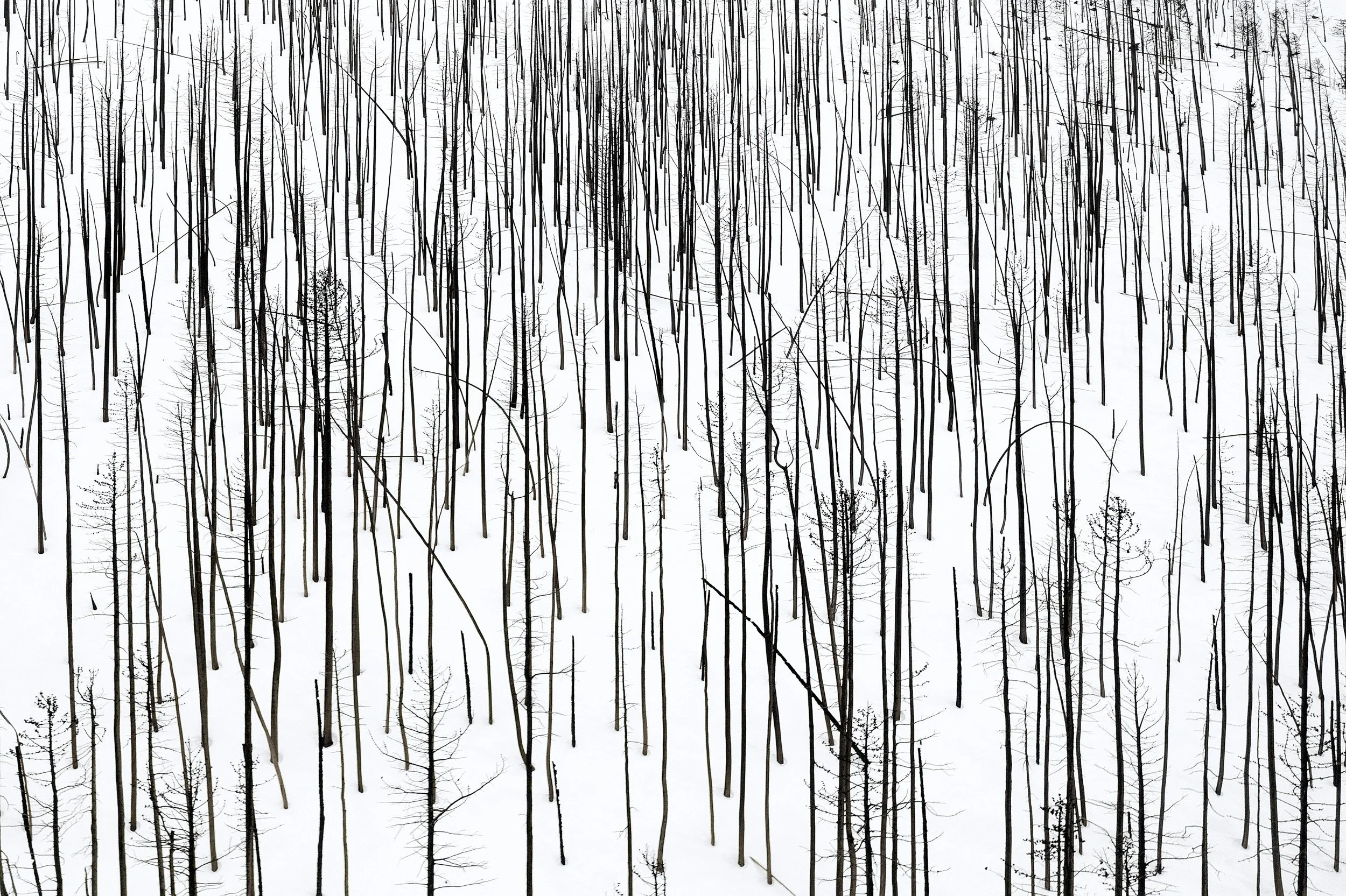 Charred tree trunks form stark black vertical lines against fresh white snow in a burned forest in Colorado.