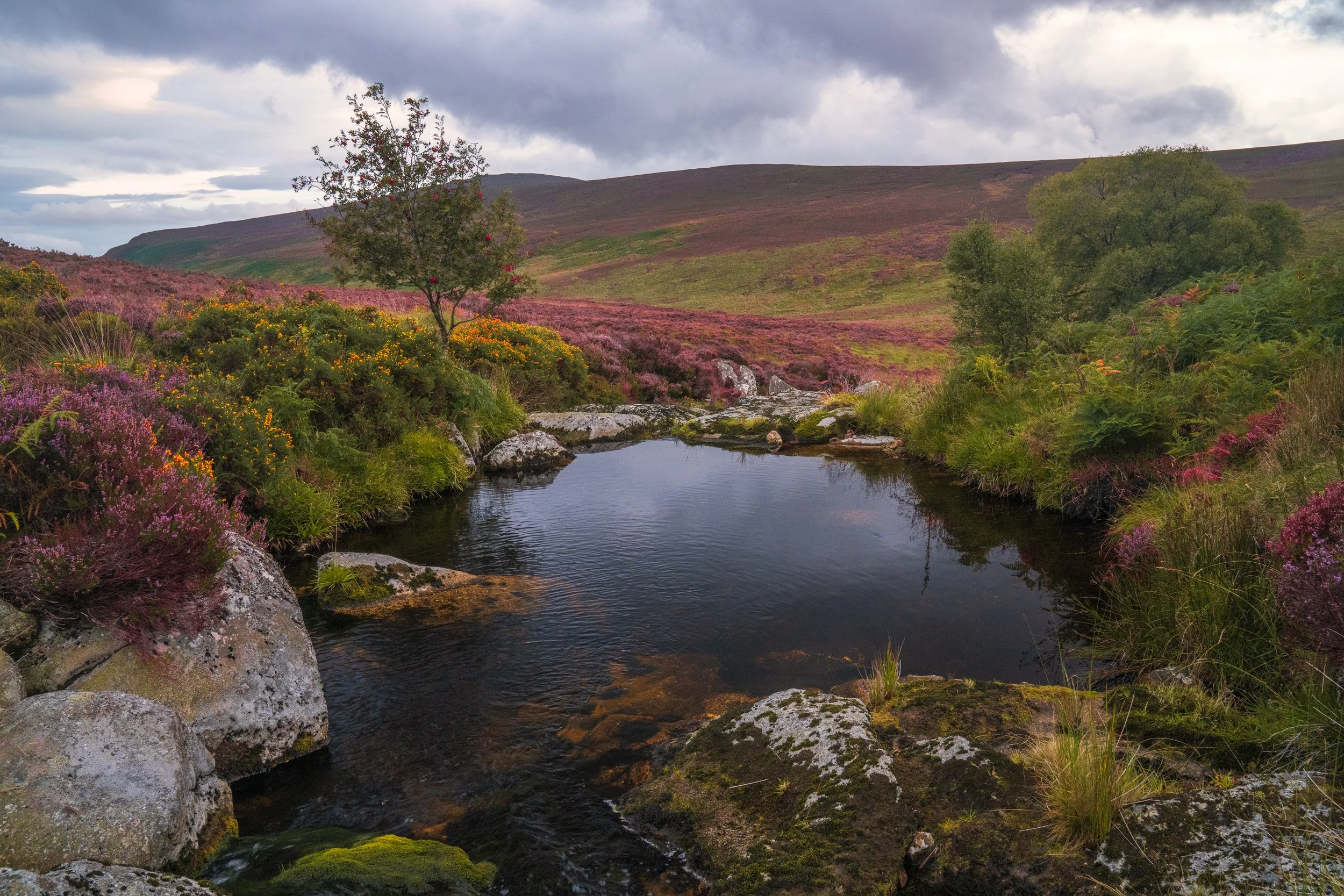 sally-gap-heather.jpg