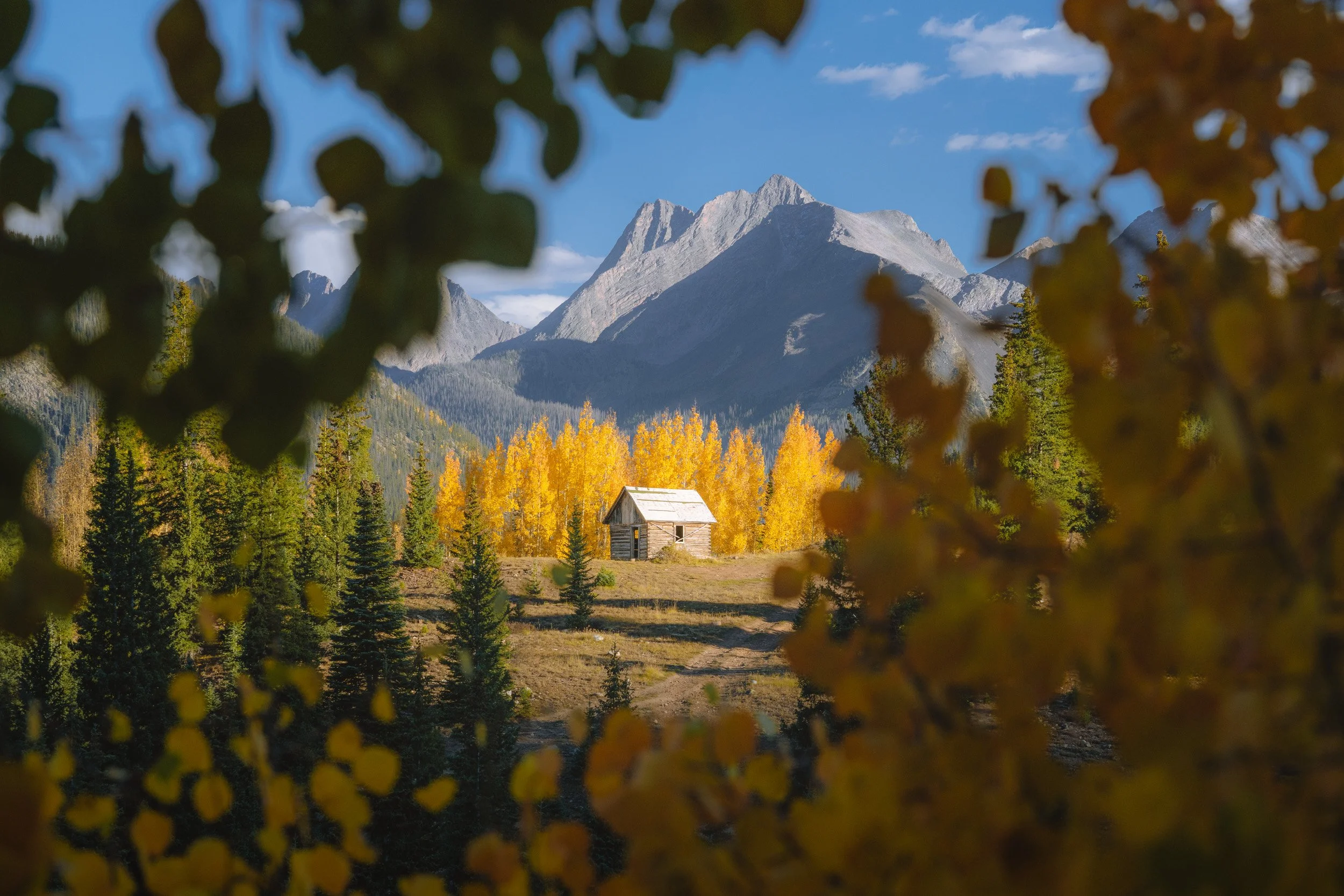 An old log cabin sits among glowing yellow aspens beneath gray peaks, framed by aspen leaves in Silverton, Colorado.