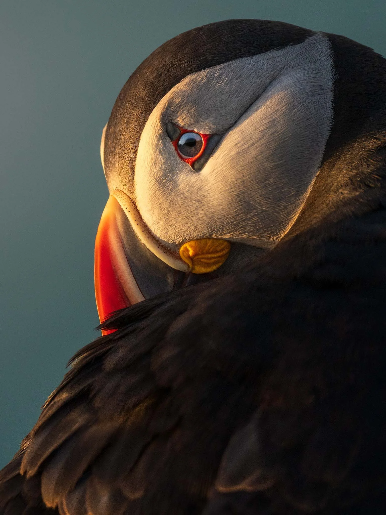 Close-up of an Atlantic puffin preening in golden evening light, Saltee Islands, Ireland