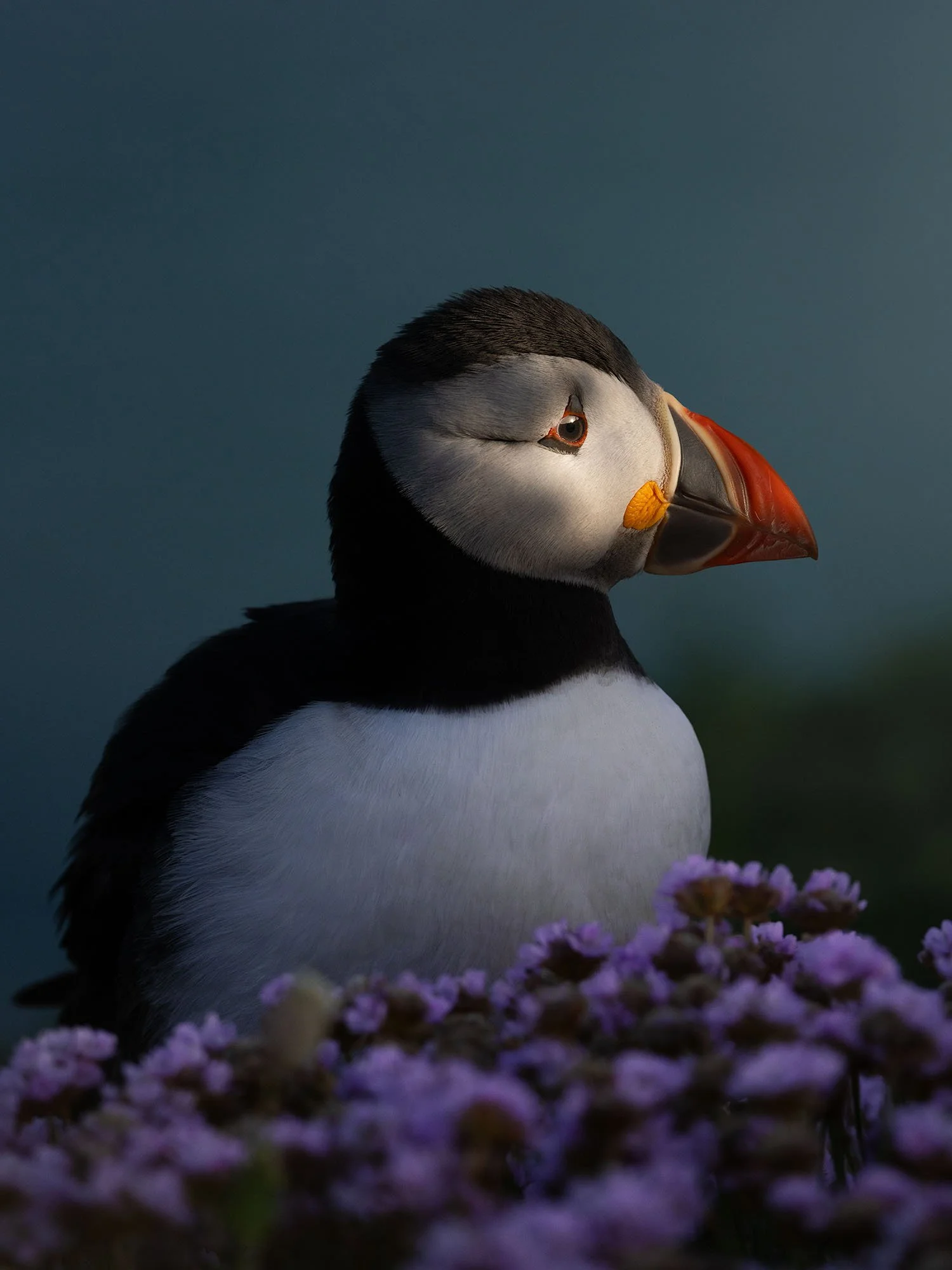 Atlantic puffin portrait against a dark blue background with sea thrift, Saltee Islands, Ireland