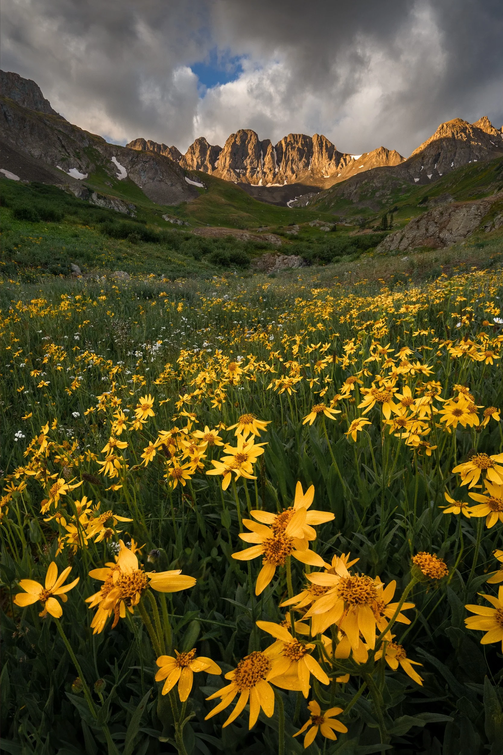 Alpine sunflowers fill a green basin below rugged peaks catching evening light at American Basin, San Juan Mountains, Colorado.
