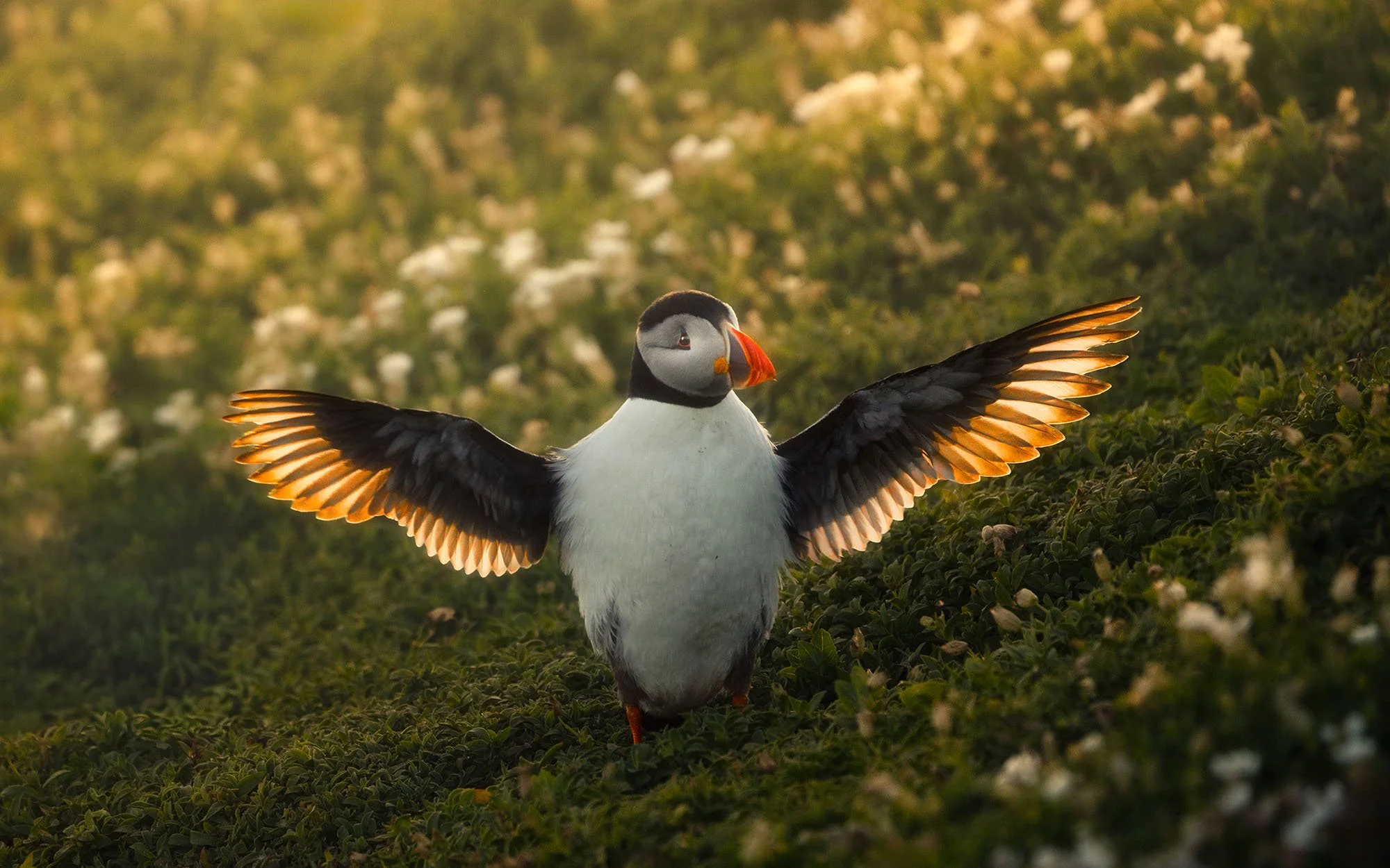 Atlantic puffin stretching its backlit wings in golden sunset light, Saltee Islands, Ireland