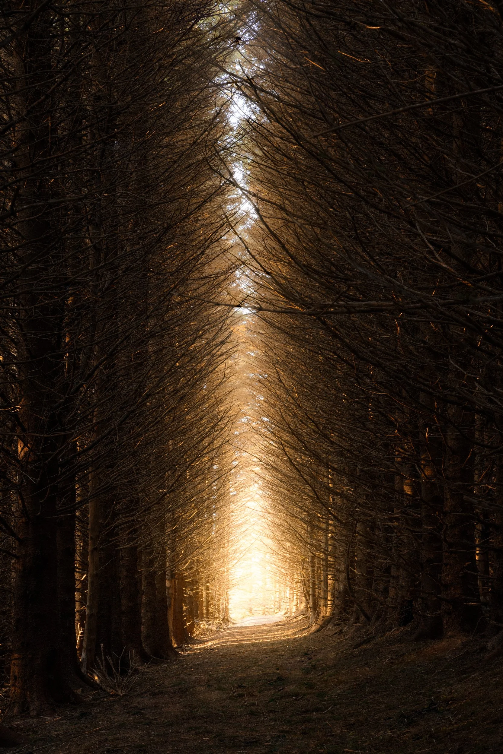Bare branches arch over a straight forest path glowing with warm light at its end, Wicklow, Ireland.