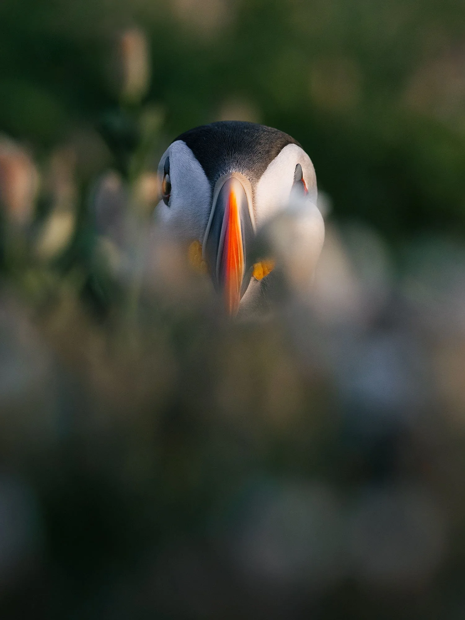 Atlantic puffin peering straight at the camera through blurred foreground flowers, Saltee Islands, Ireland