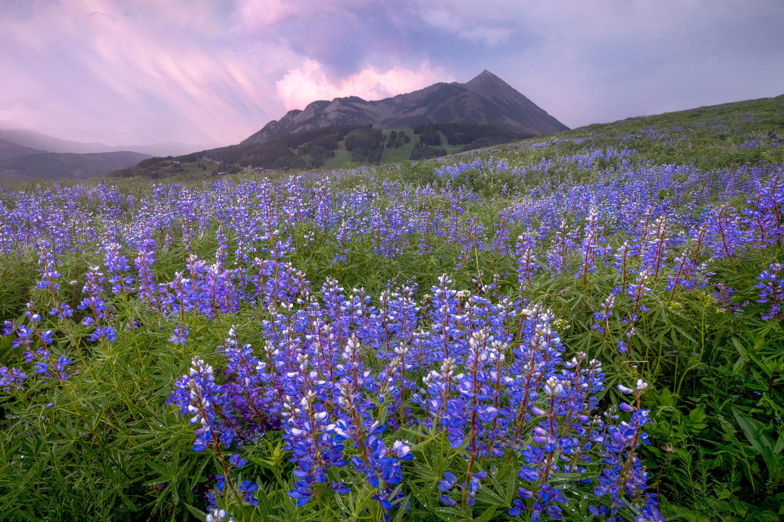 A hillside of purple lupine in evening light below Mount Crested Butte after a summer storm, Colorado.