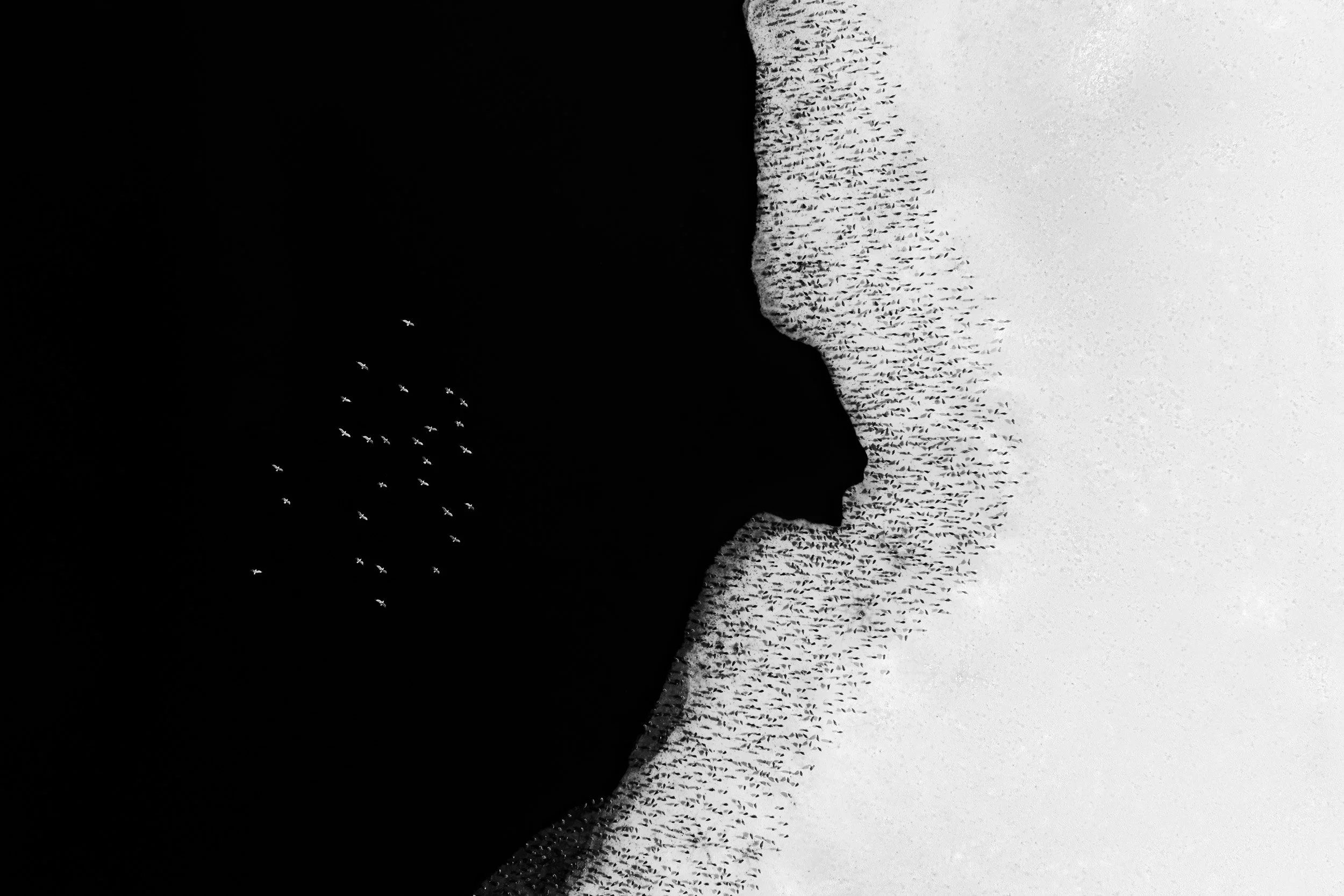Aerial black and white view of birds gathered along a jagged ice edge where dark open water meets snow-covered ice in Colorado.