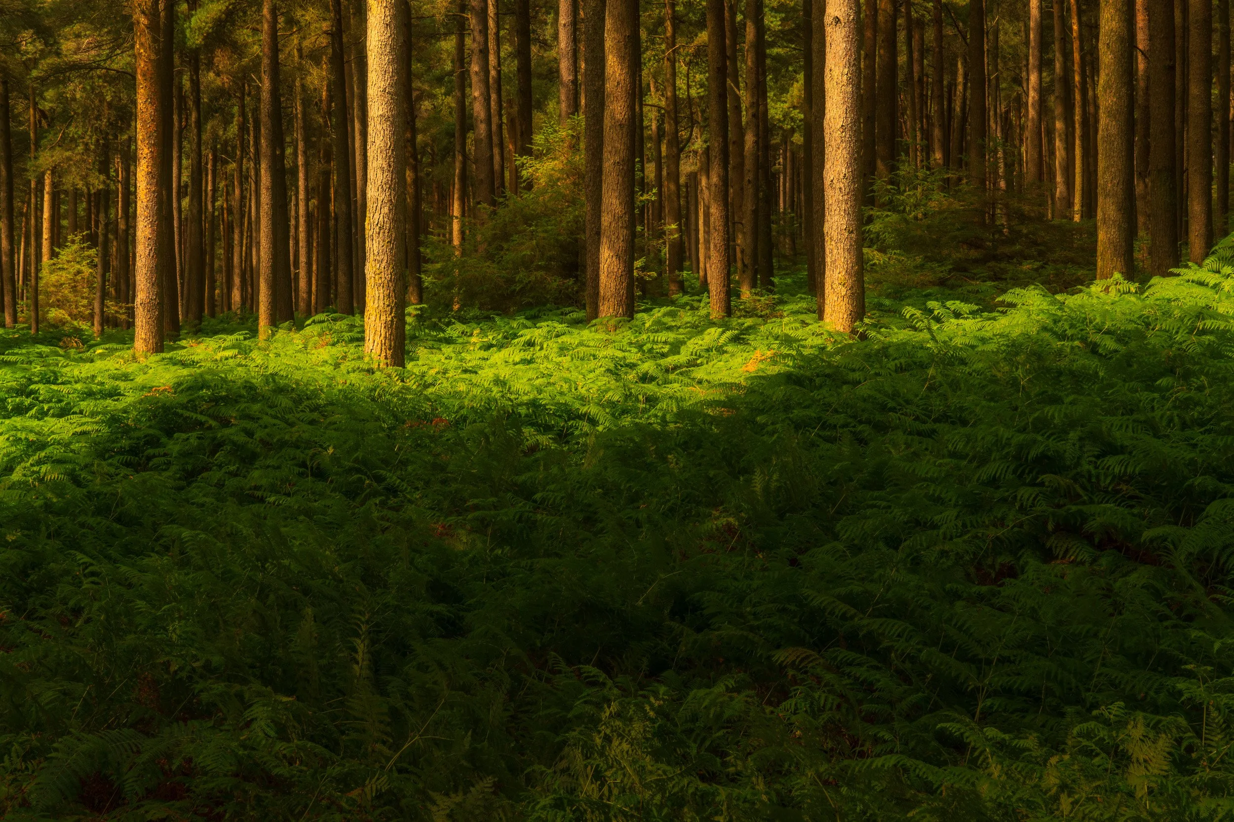 sally-gap-forest.jpg
