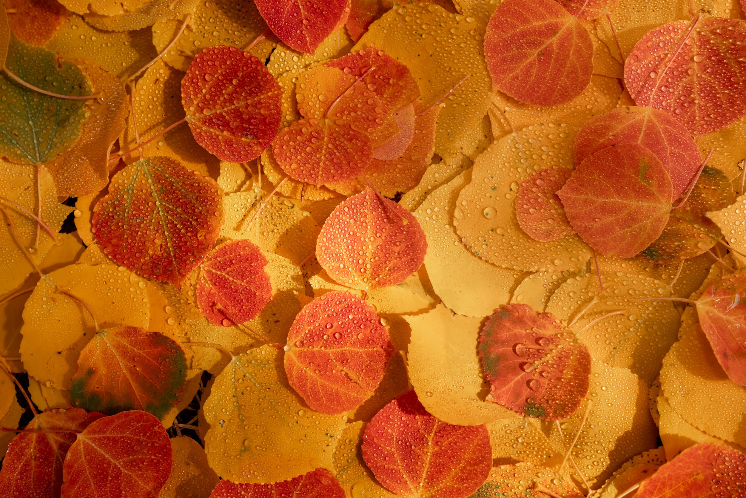 Fallen aspen leaves in red, orange, and gold covered in raindrops, layered on the forest floor in autumn, Colorado.