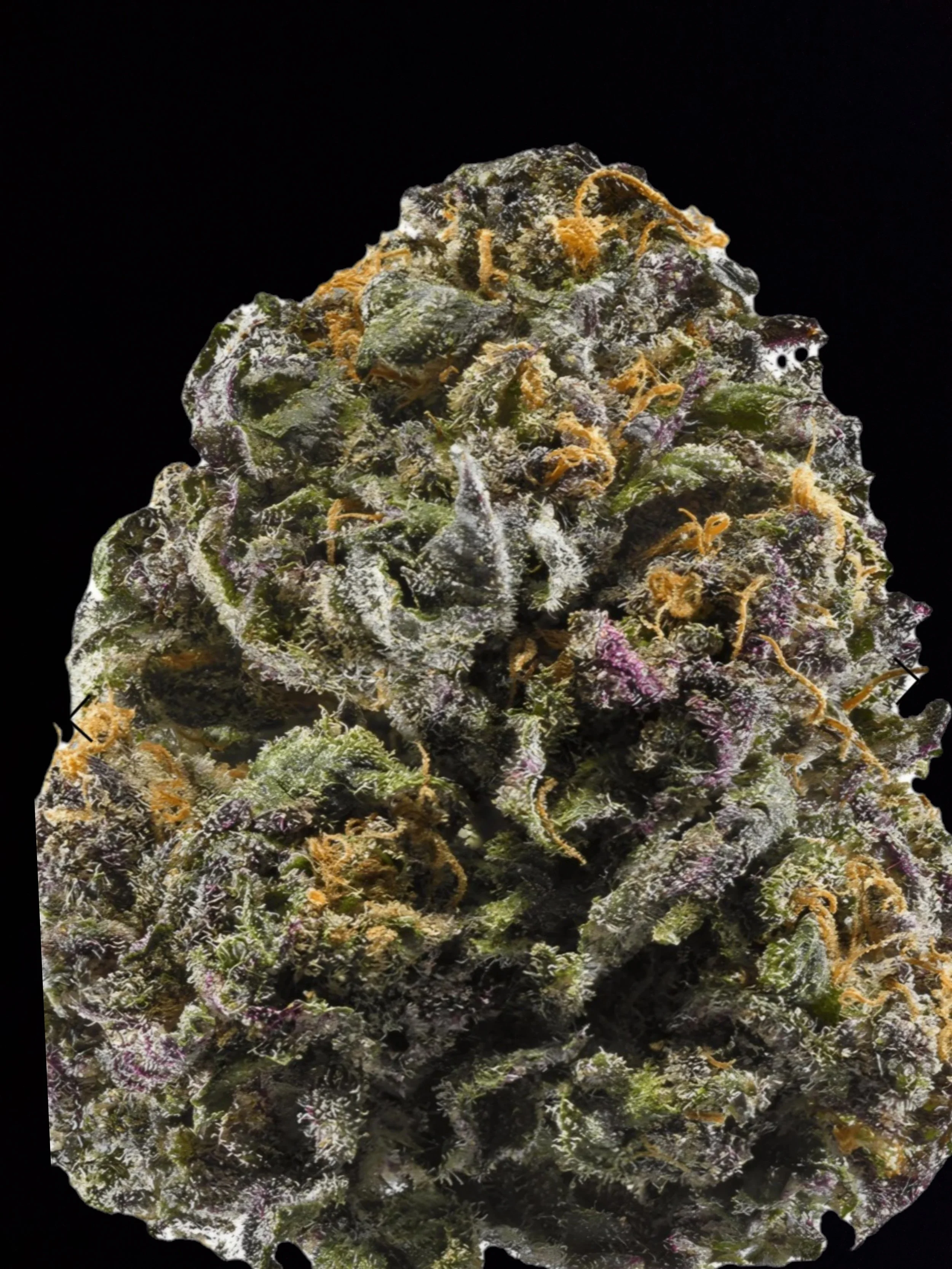 Grandaddy Purps (27.8 % THC)a- AAA Flower (I)