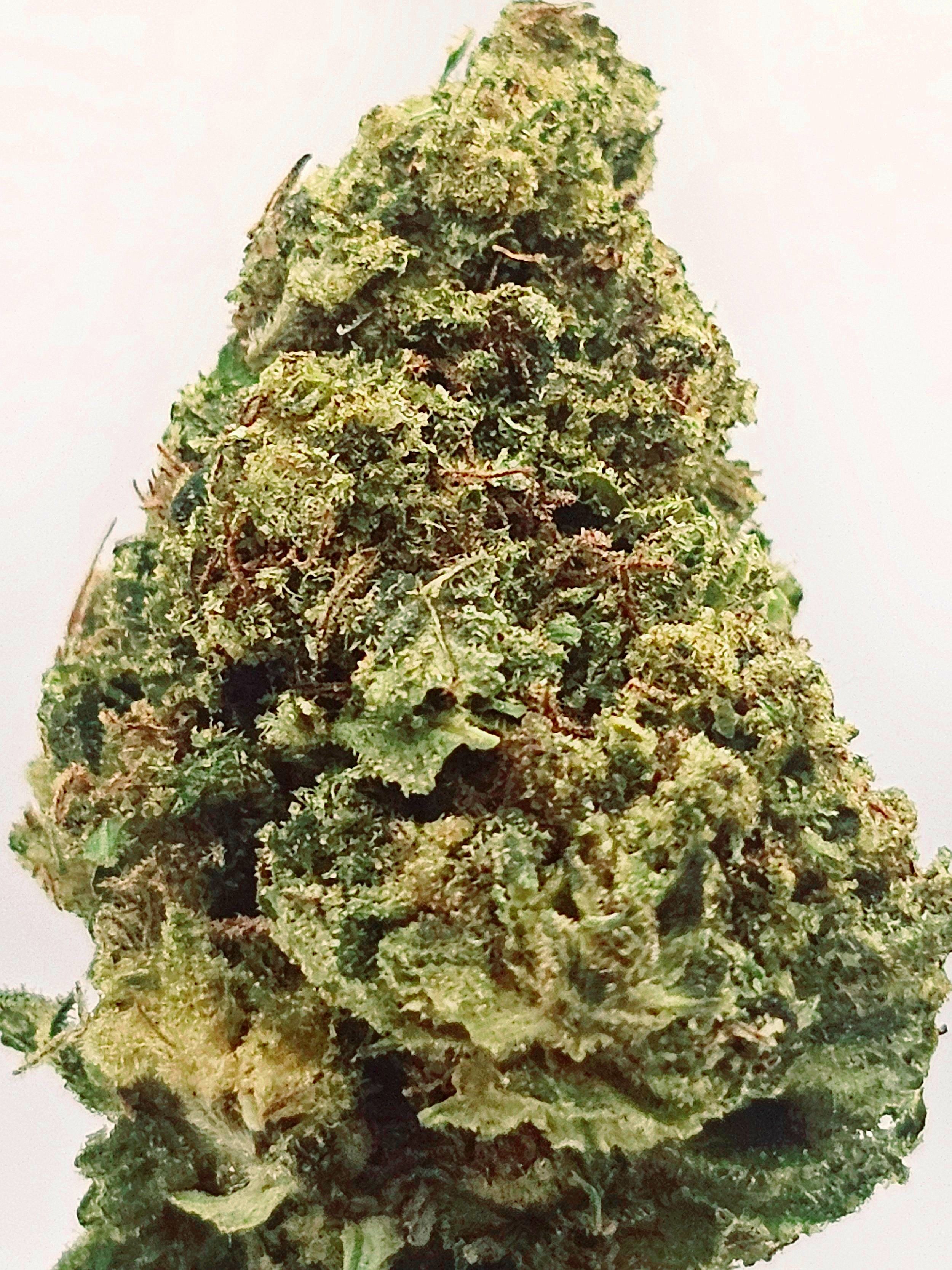 White Runtz (24% THC)a-AA-Flower (H)