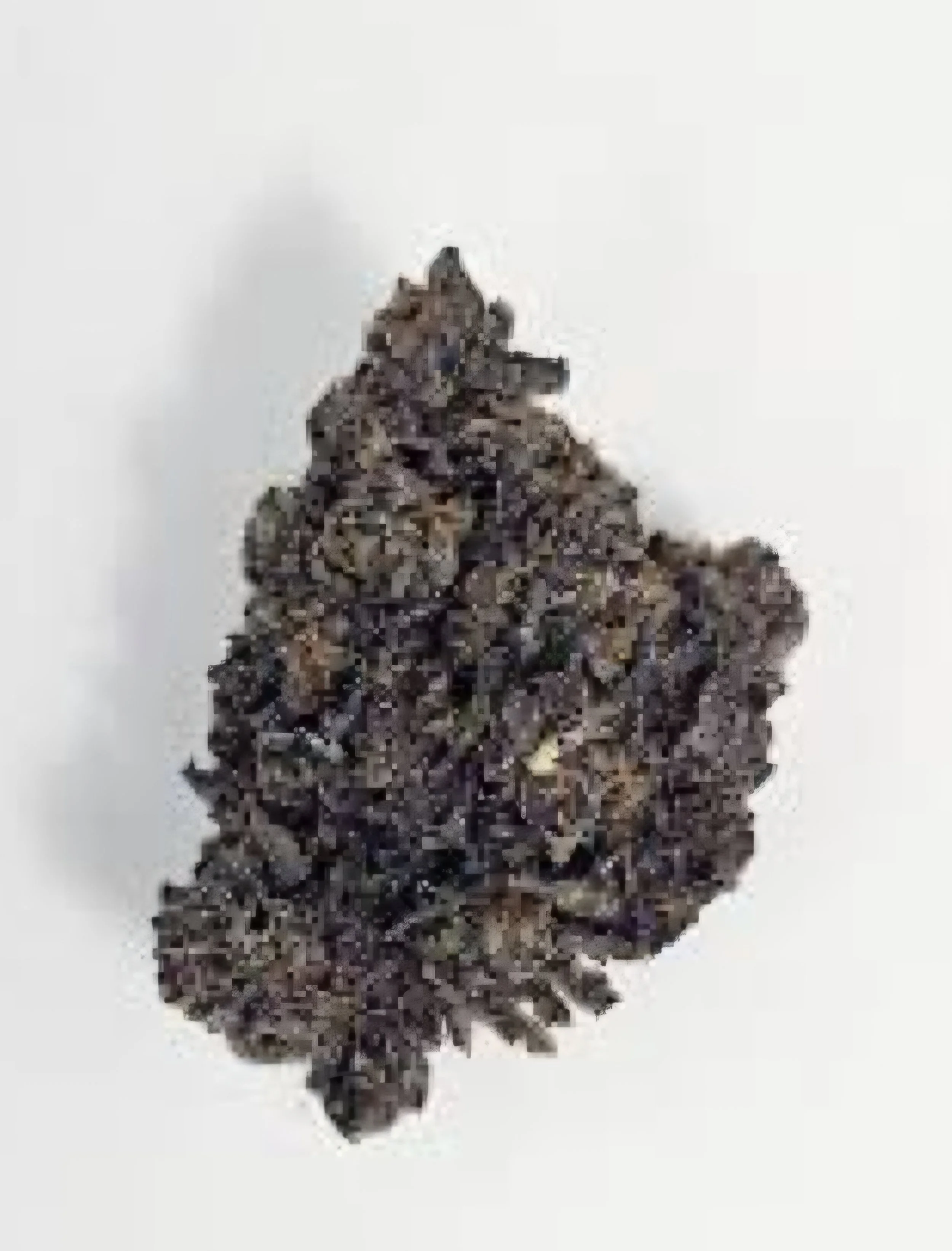 Black Cherry Gelato (22%THC)a-AA Flower (H)