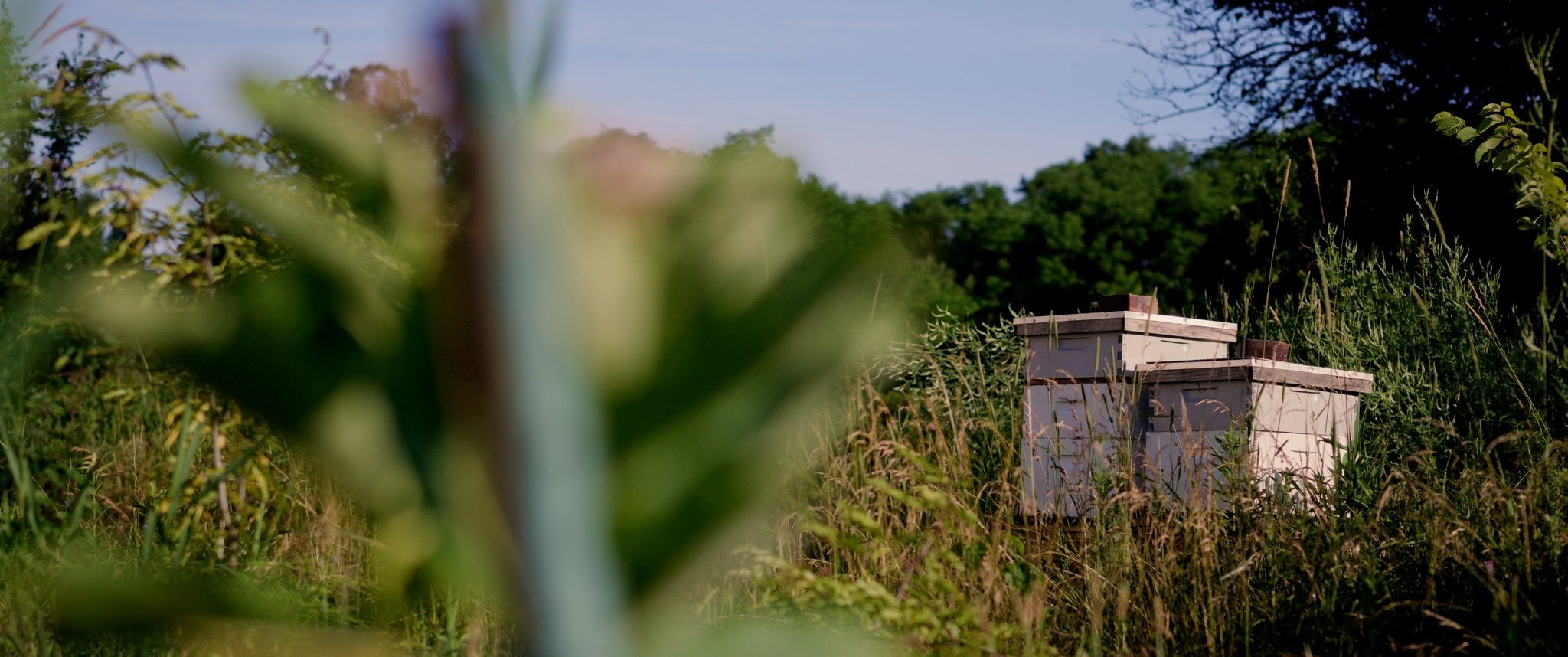 Still 2026-01-24 170418_2.6.1.jpg