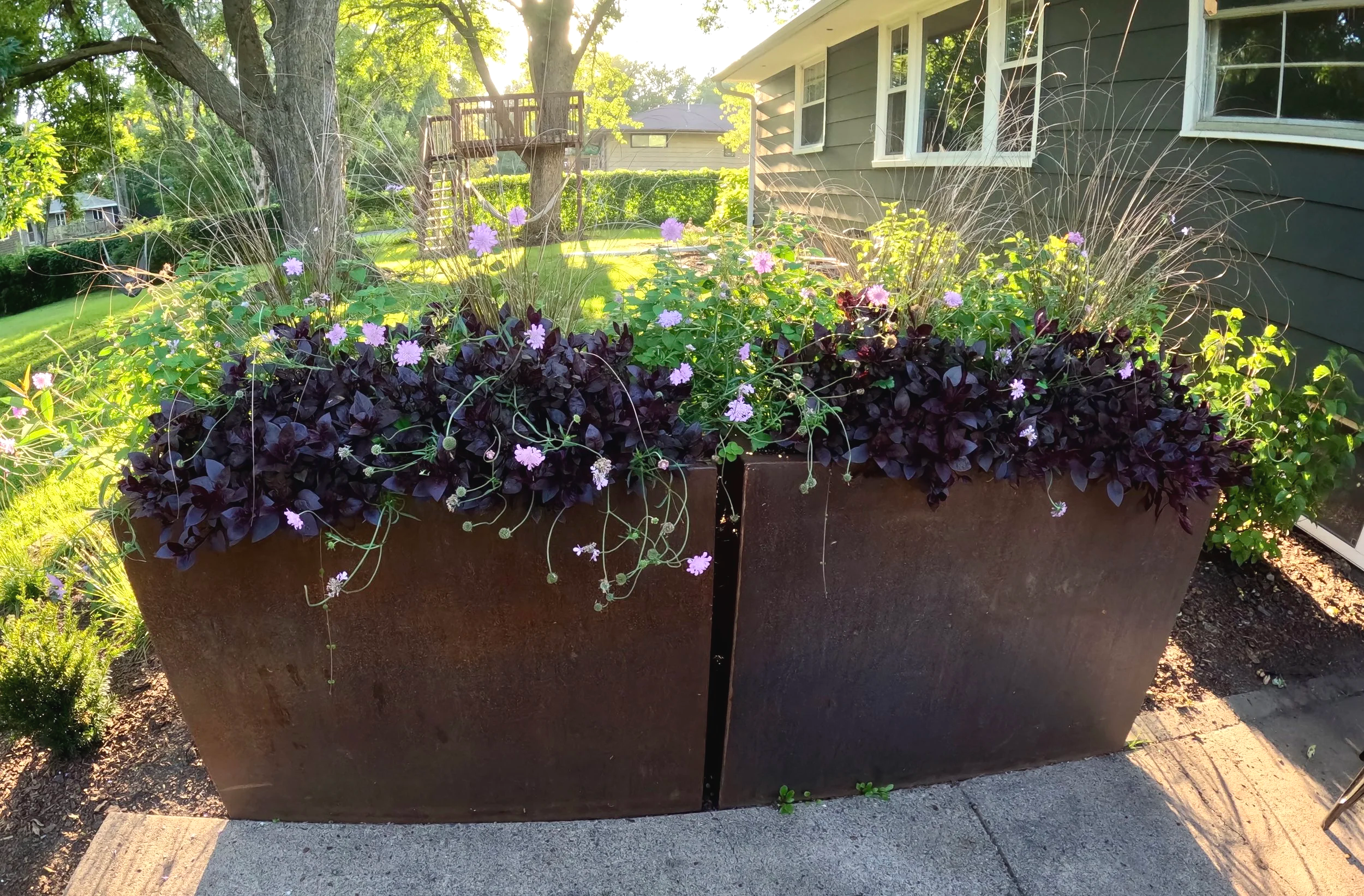 Metal planter with burgndy and pink perenial flowers.