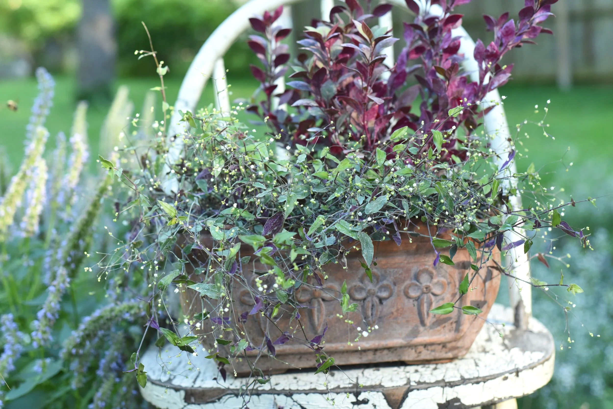 Vintage ornate terracotta planter with green and burgndy plants.